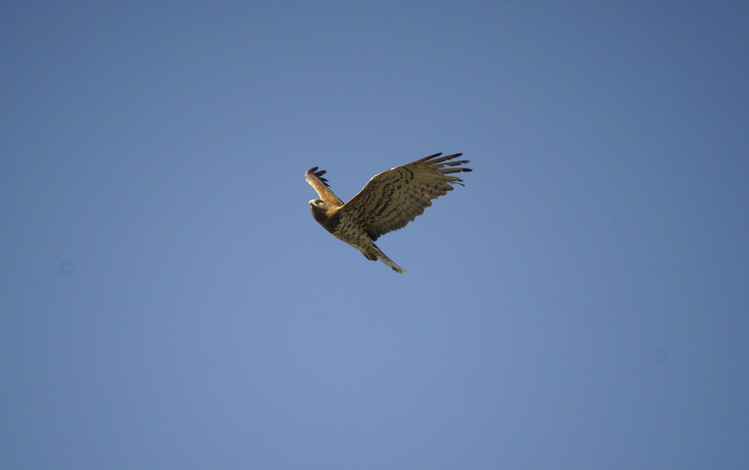 Short-toed eagle in migration...
