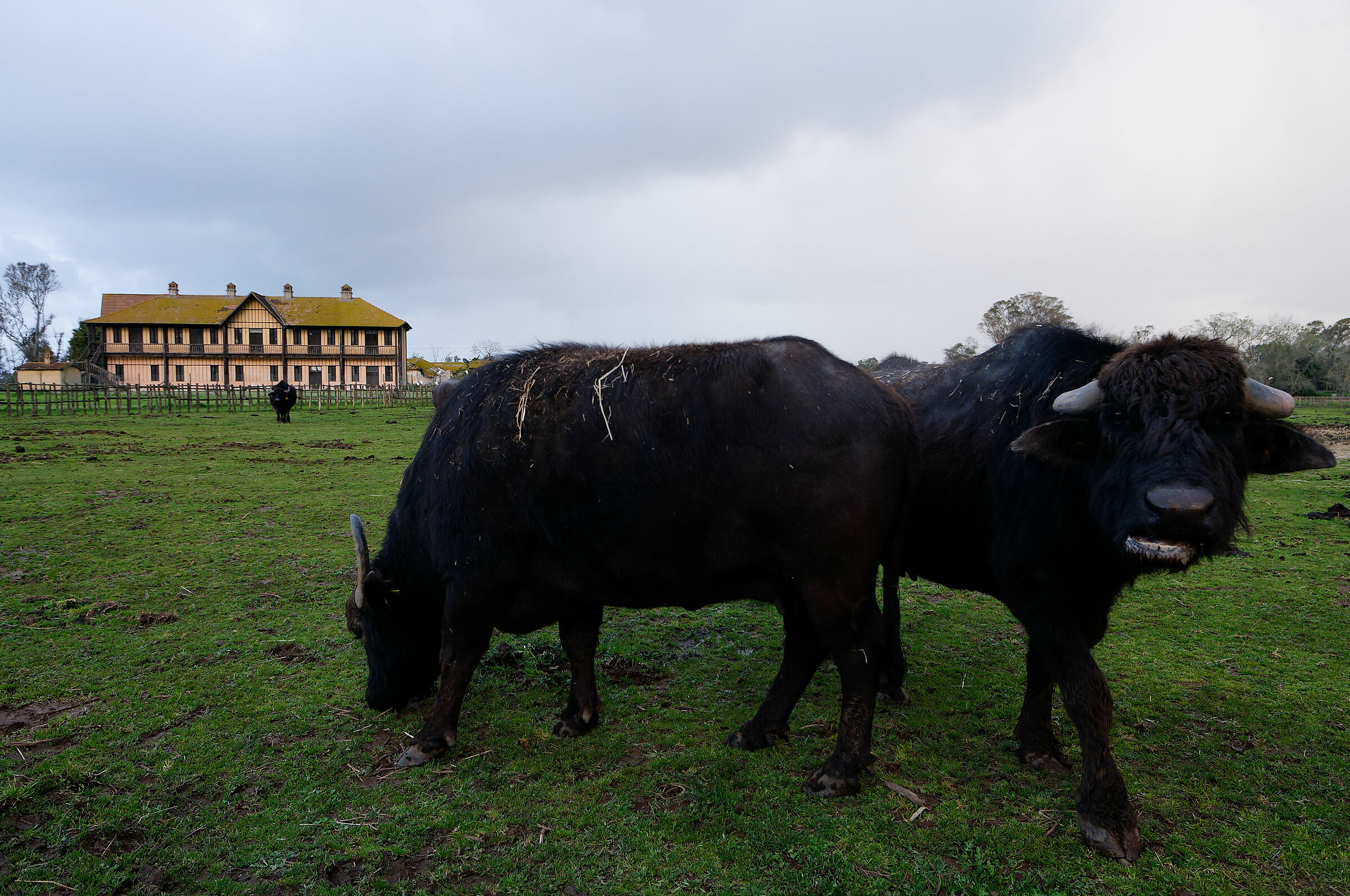 Township buffaloes 2. Village of Fogliano...