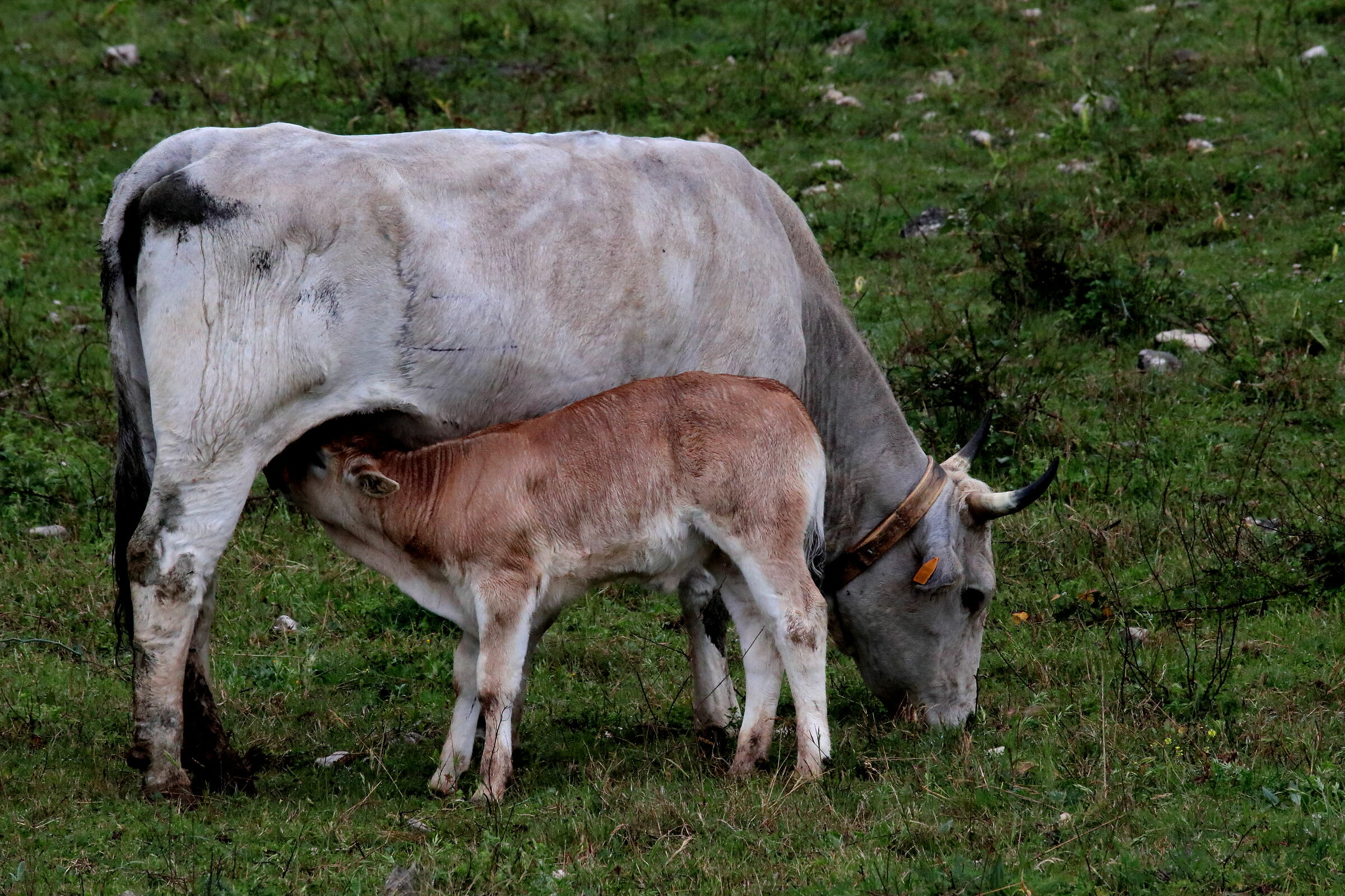 Mother Cow...