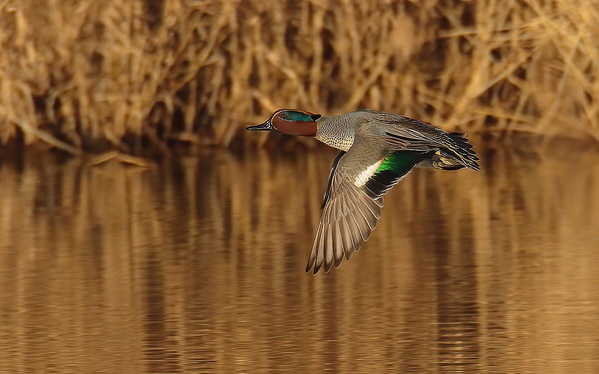Male teal in flapping flight...