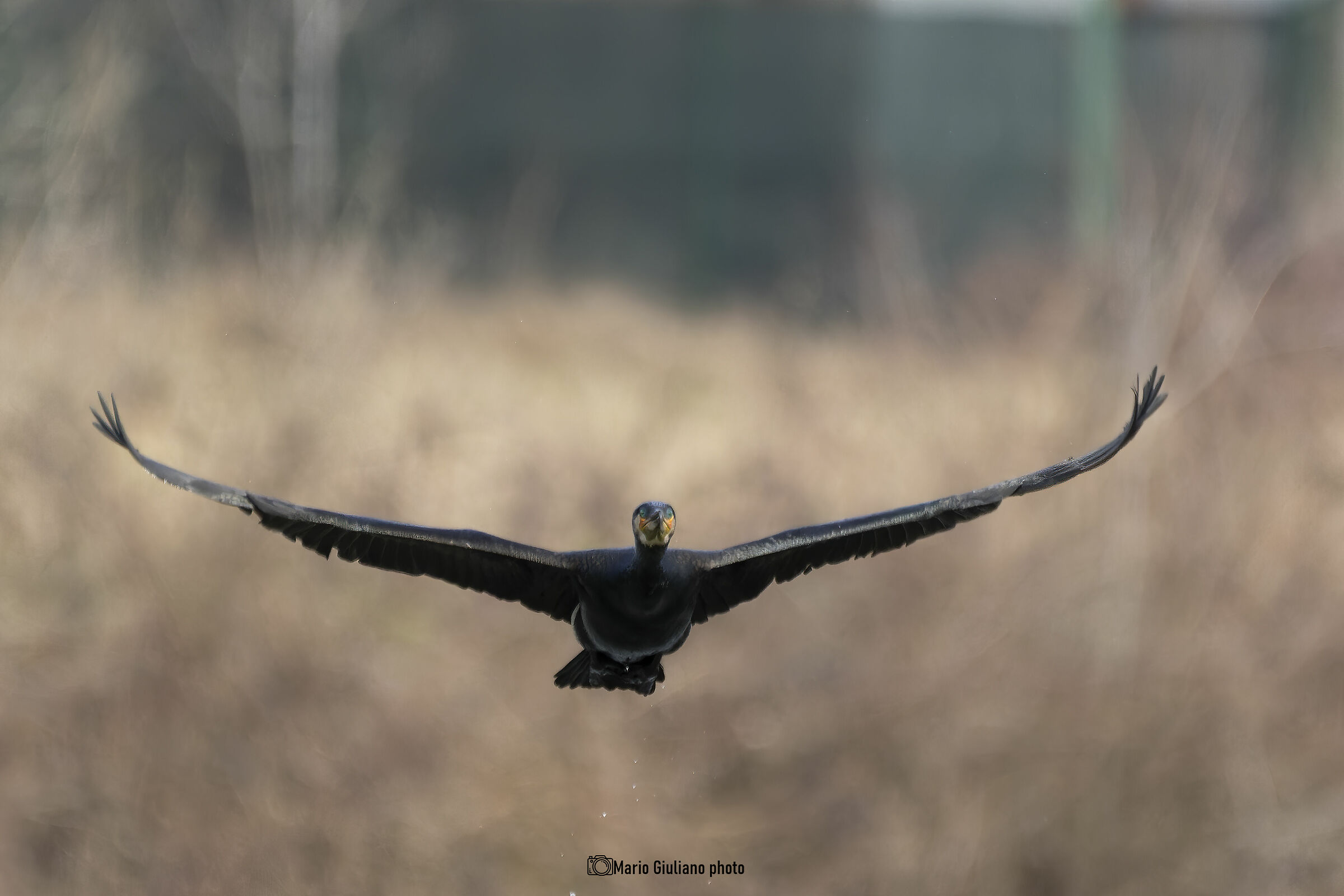 Cormorant in flight...