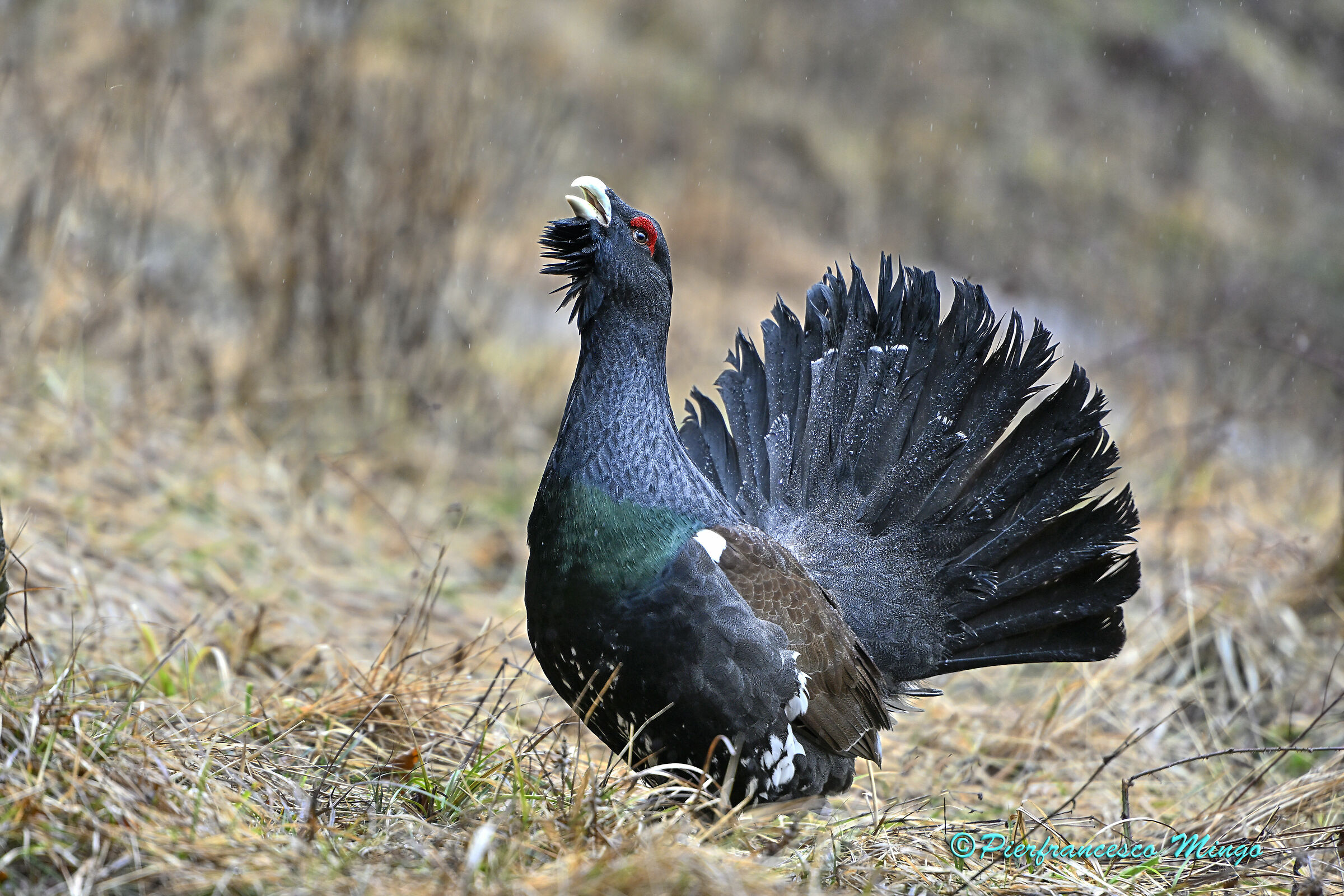 Discovering the capercaillie...