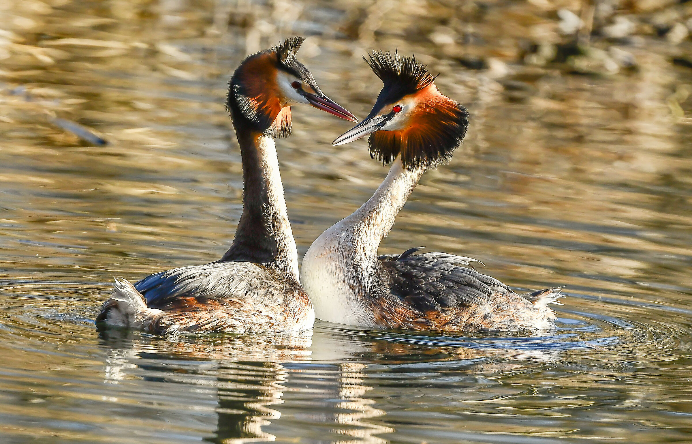 Courting Grebes...