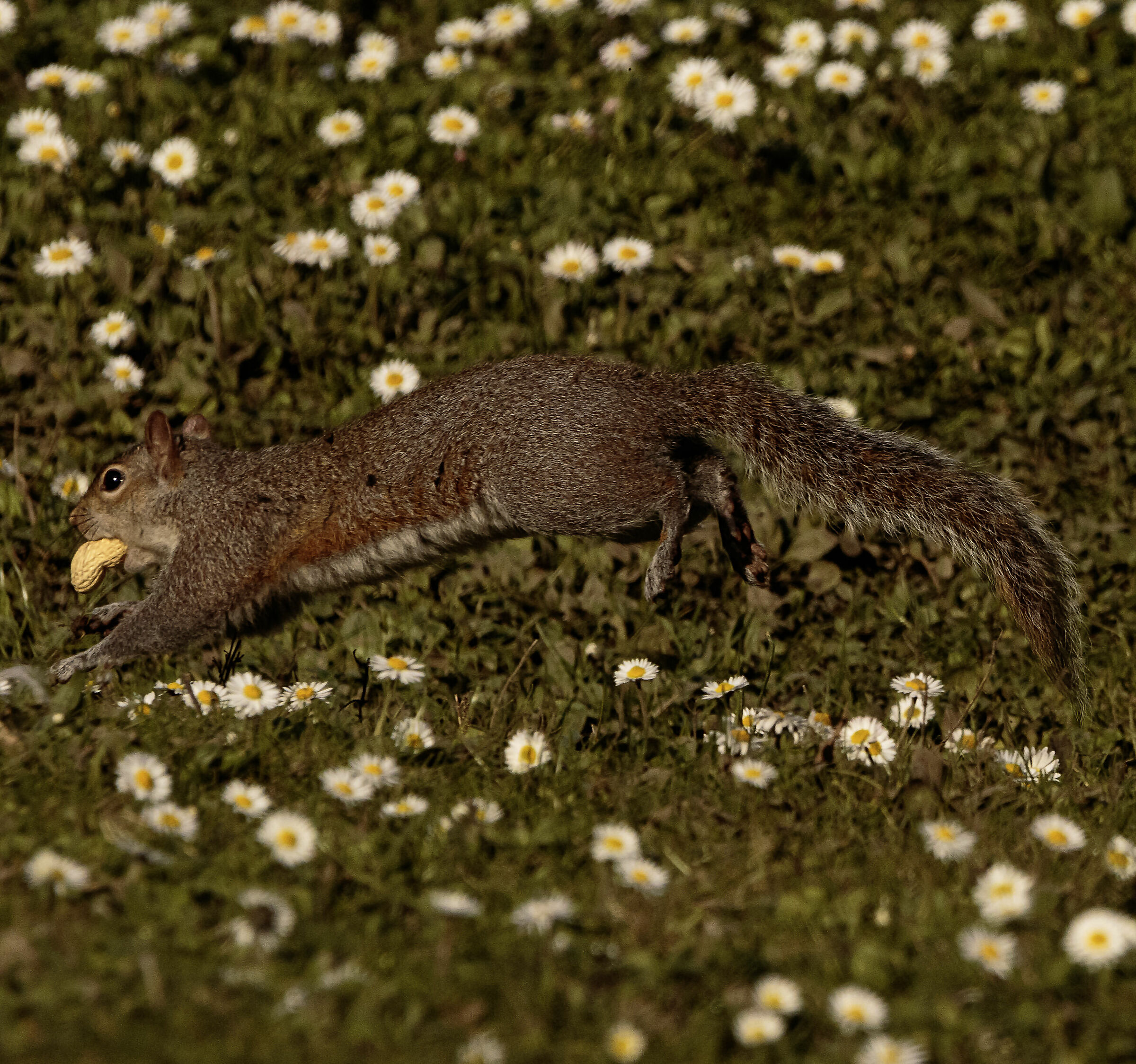 Grey squirrel running Legnano MI 14/03/2024 ...