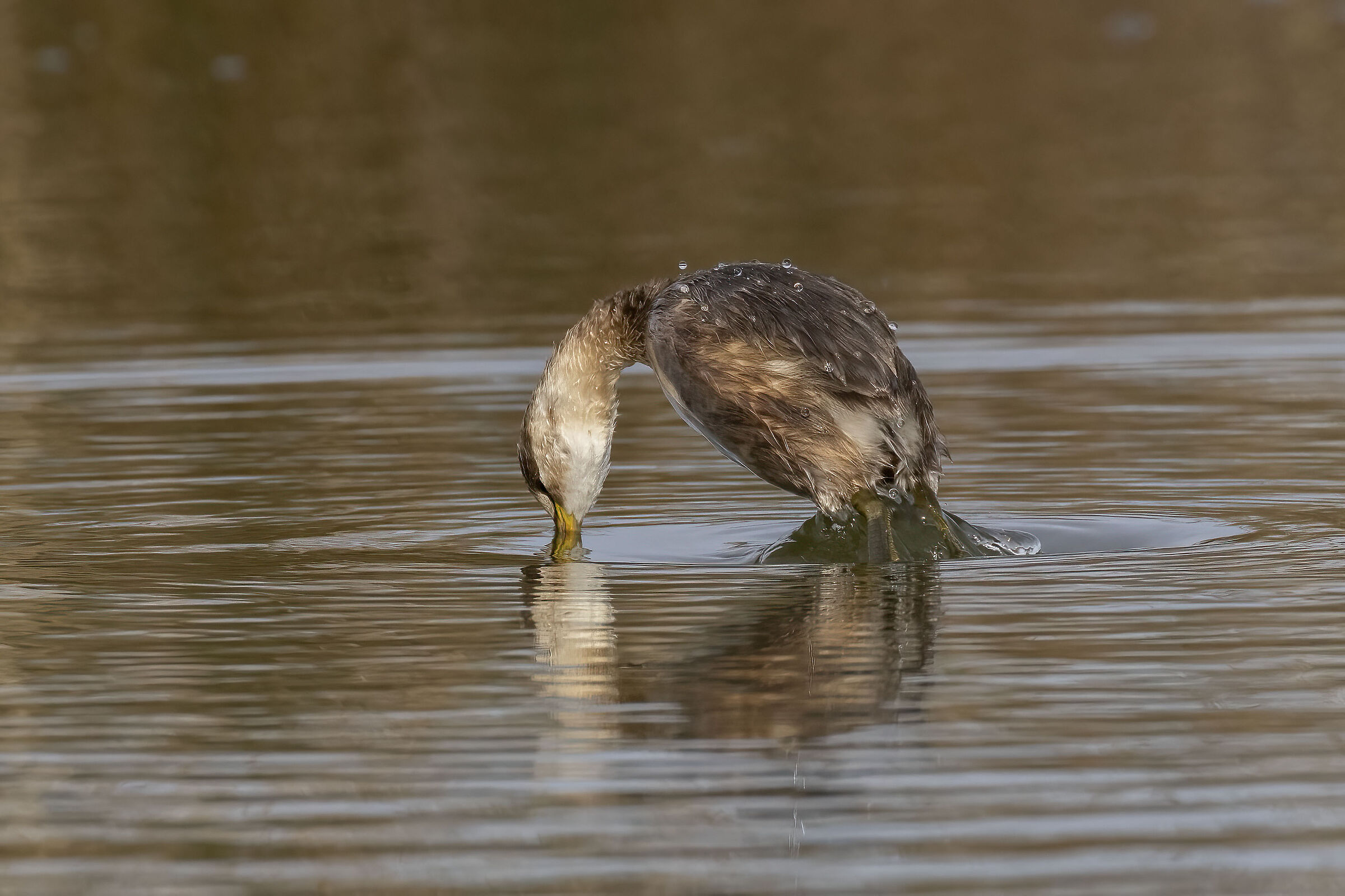 the dive..... of the Little Grebe...