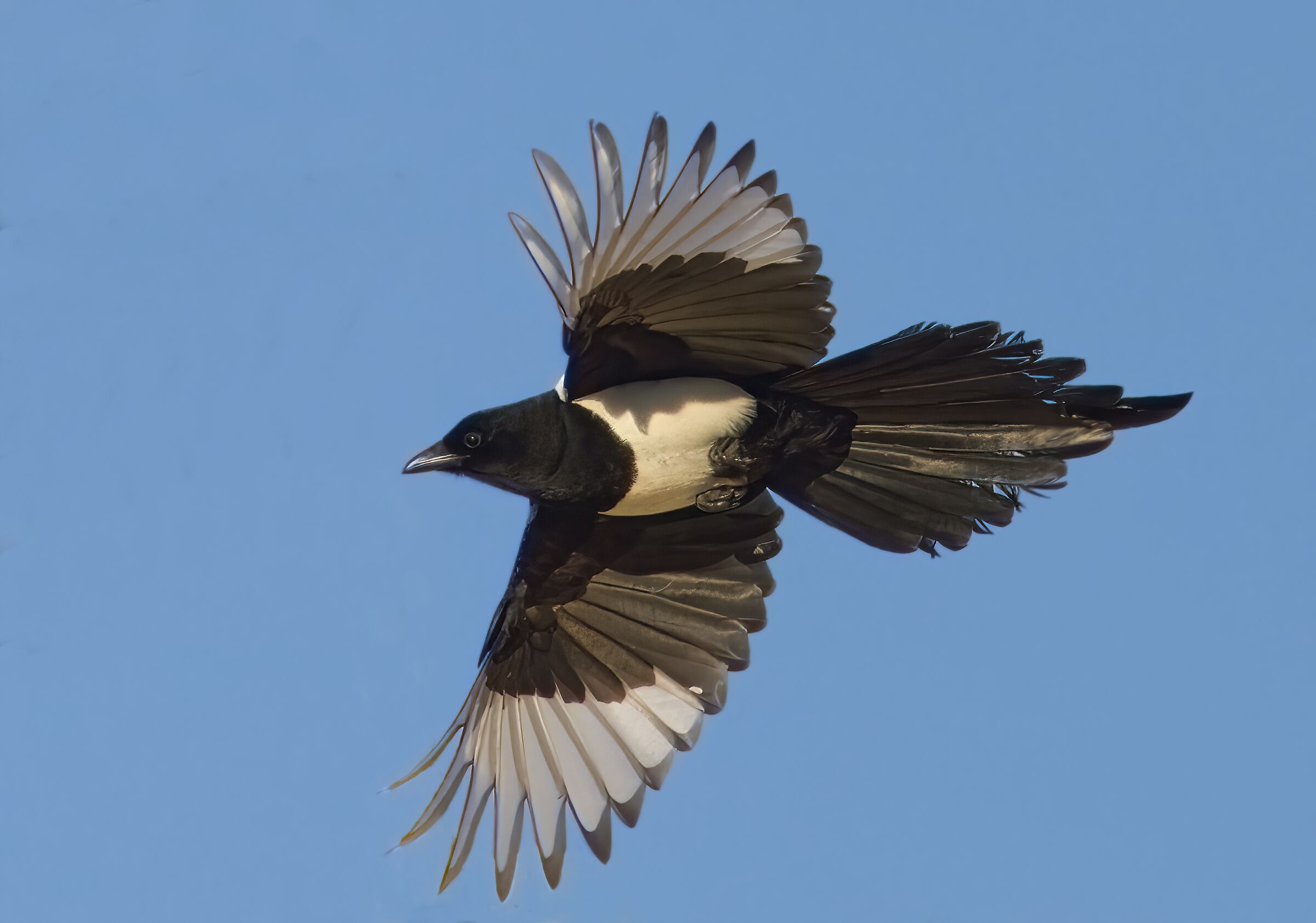 The Flight of the Magpie...