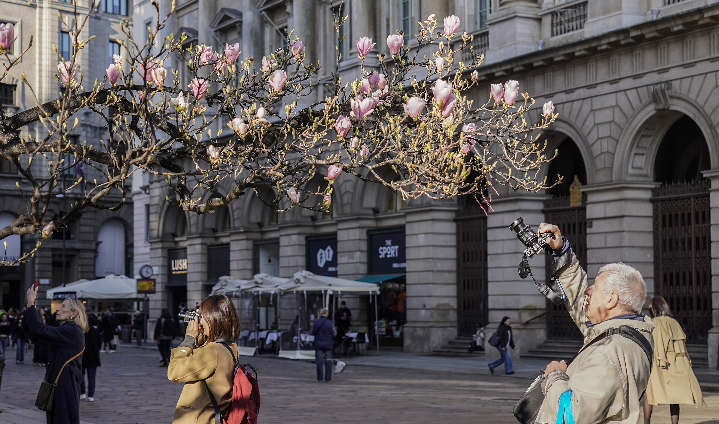 "Magnolia denudata" in Piazza Duomo - 07/03/2024, 16:03...
