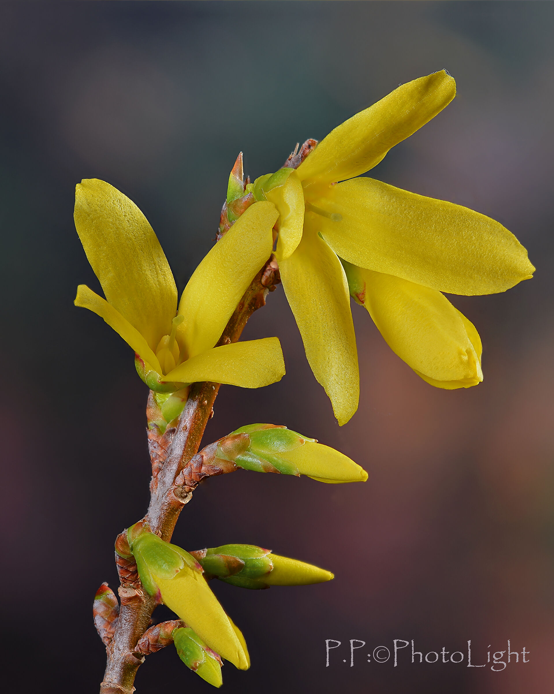When it's forsythia, it's spring...