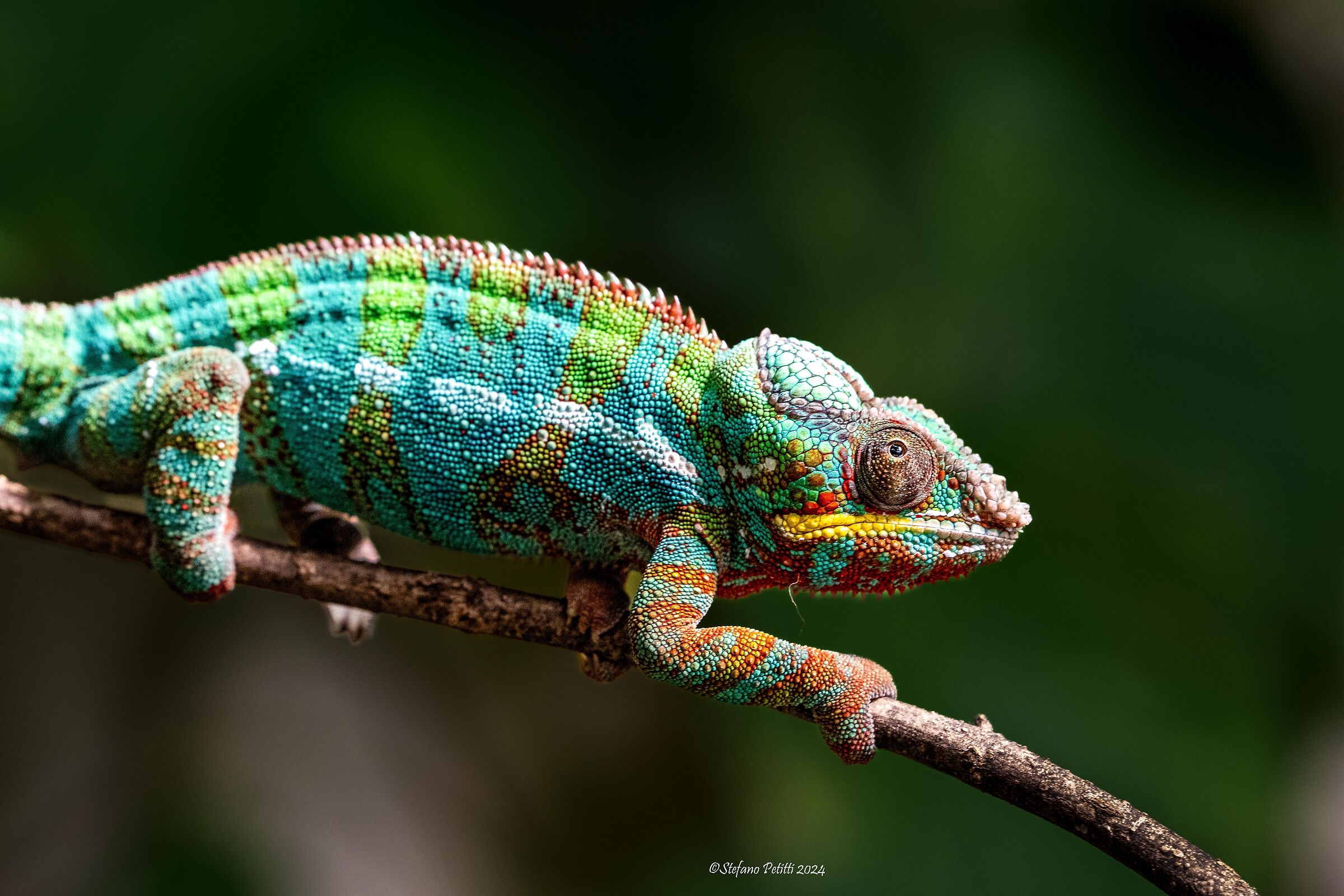 The colors of the chameleon...