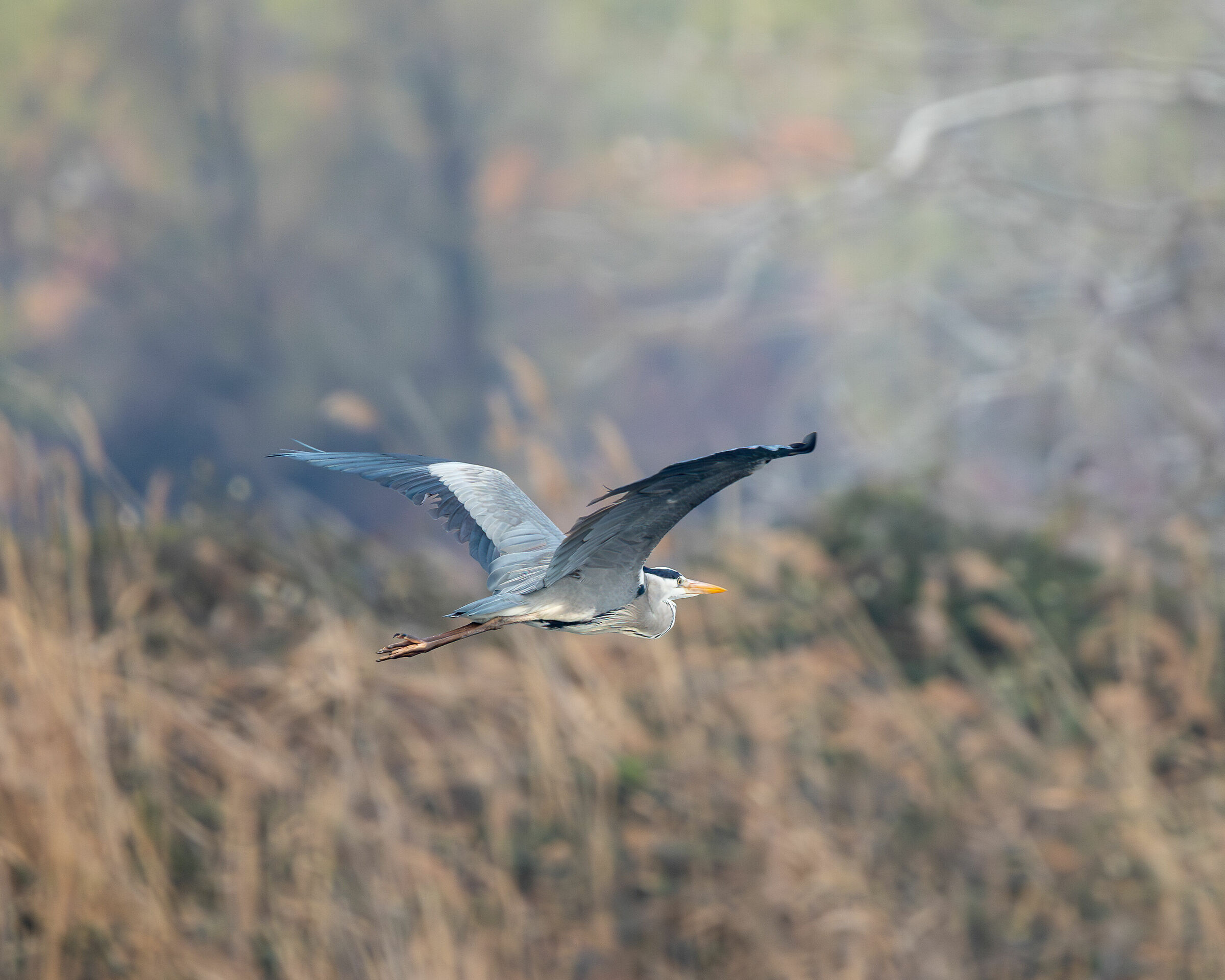 Grey heron...