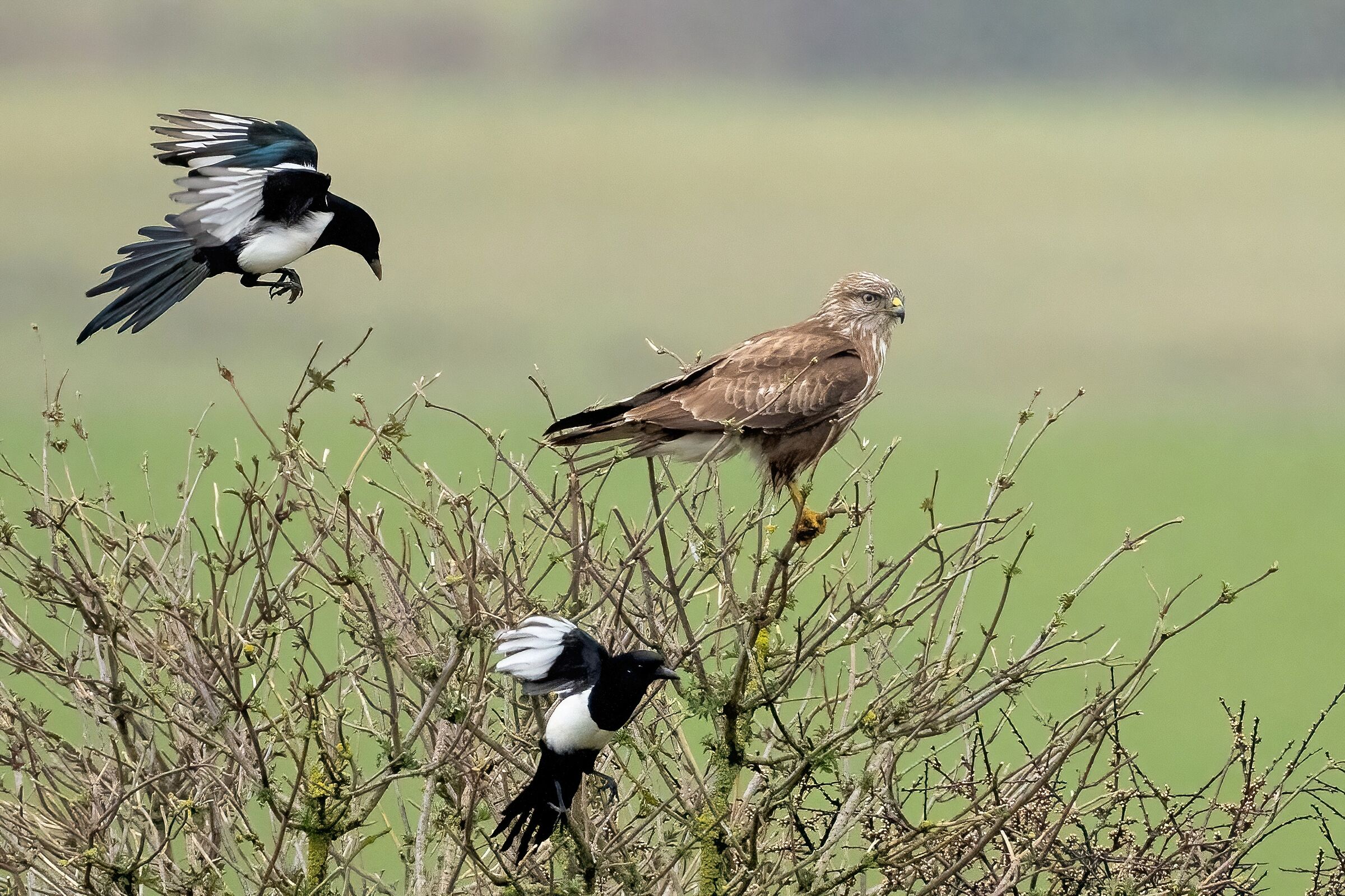 Buzzard annoyed by Magpies...