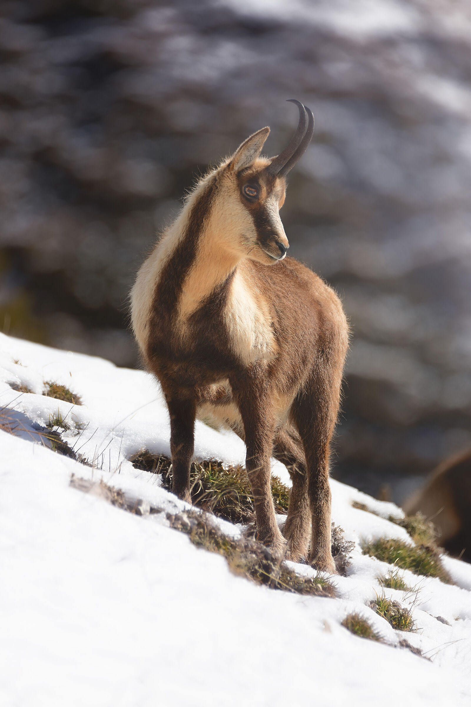 Apennine chamois...