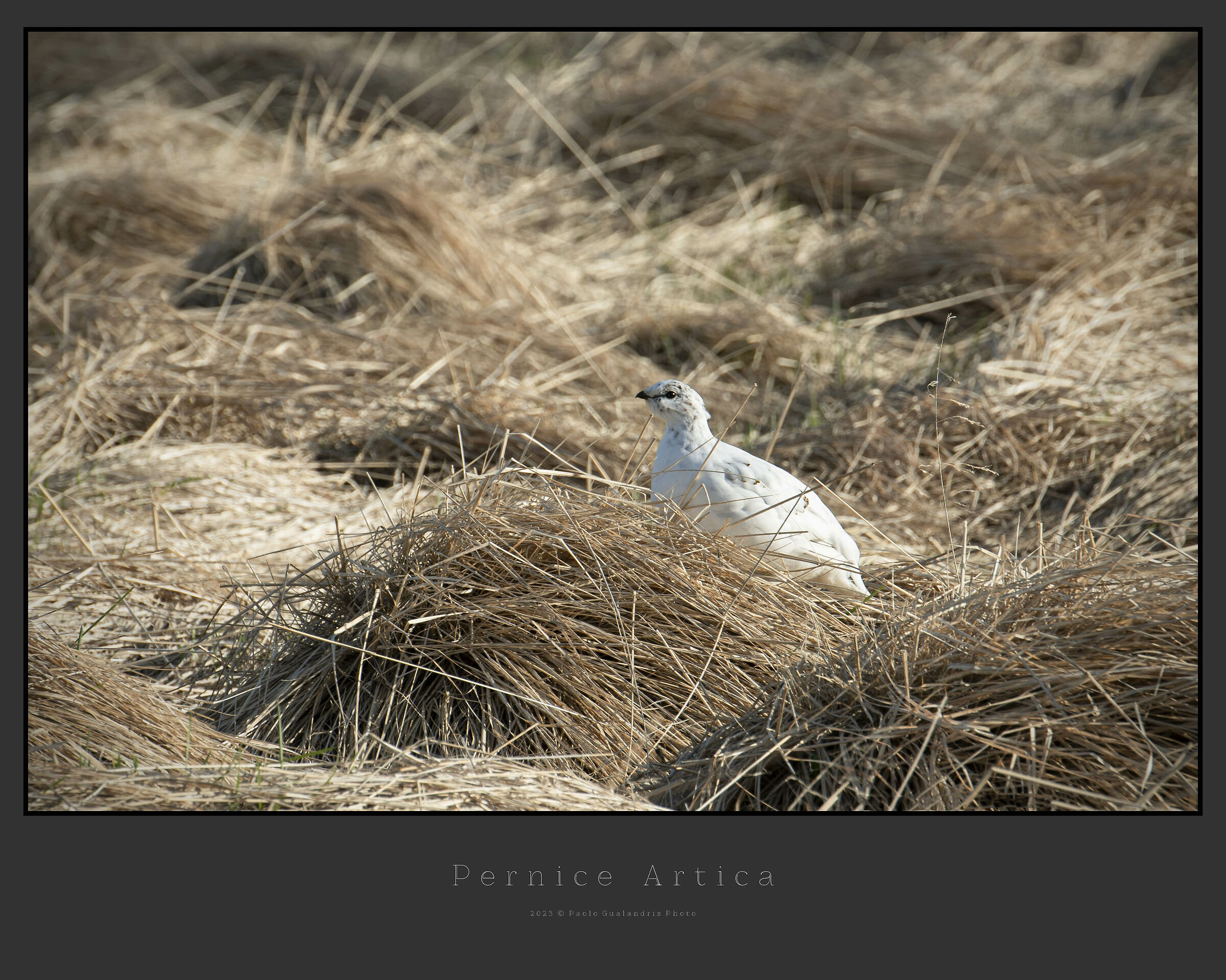Arctic partridge...