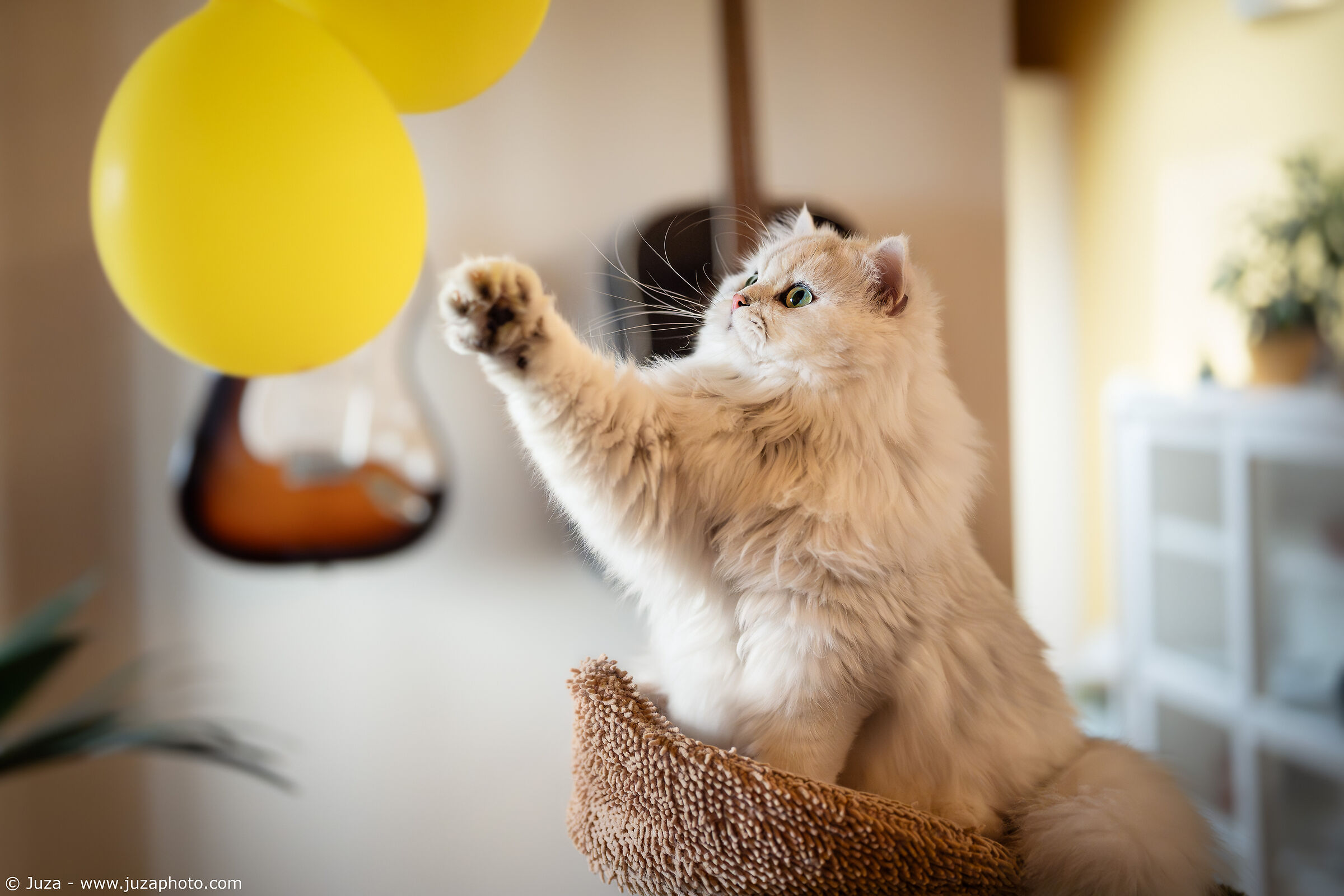 The Cat and the Balloons...
