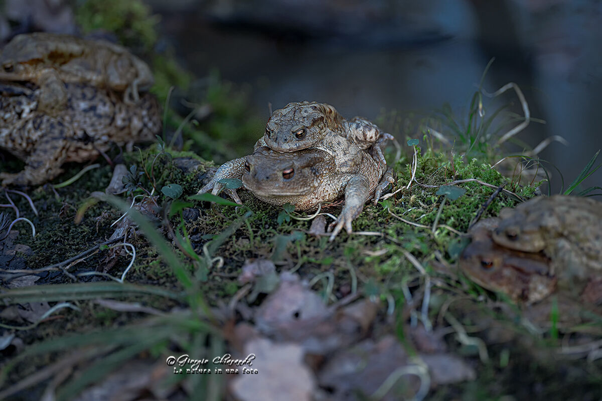 Spring Loves (Toads bufo bufo)...