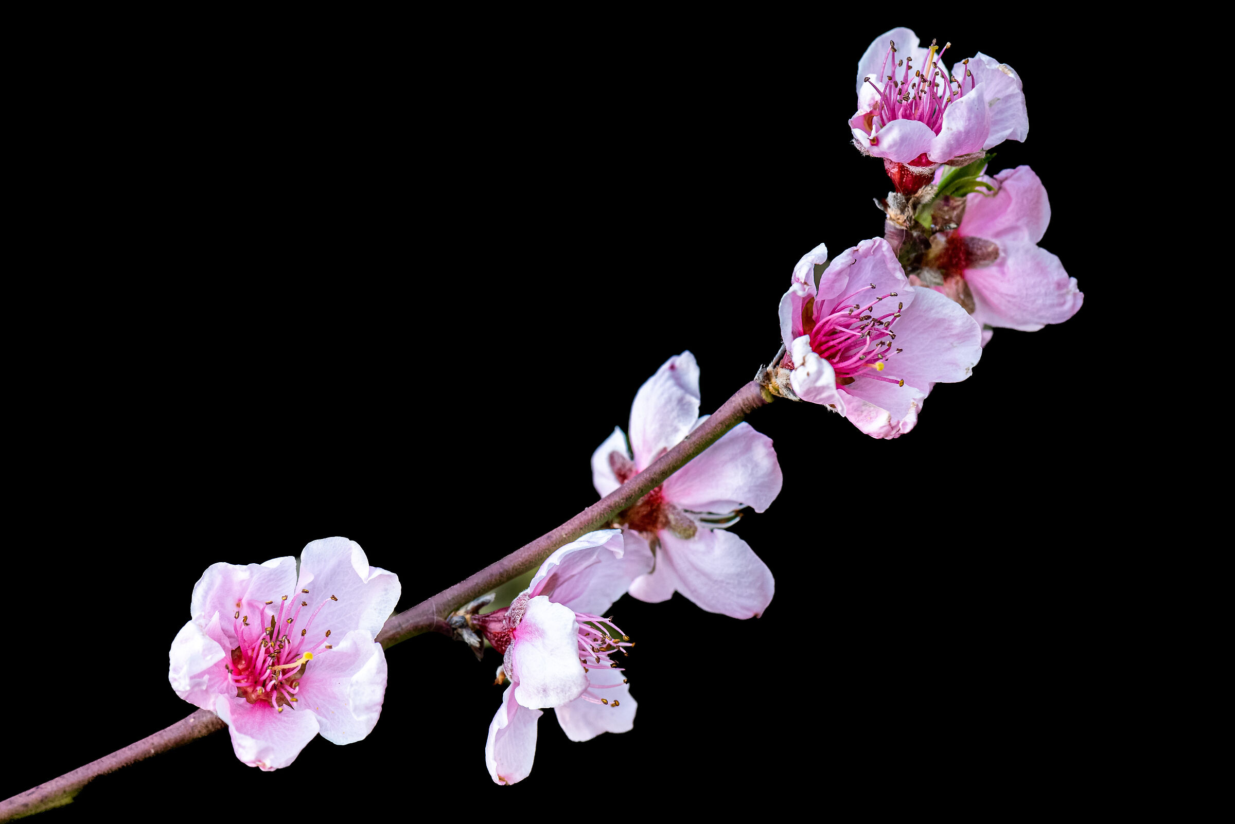 Peach blossoms ......