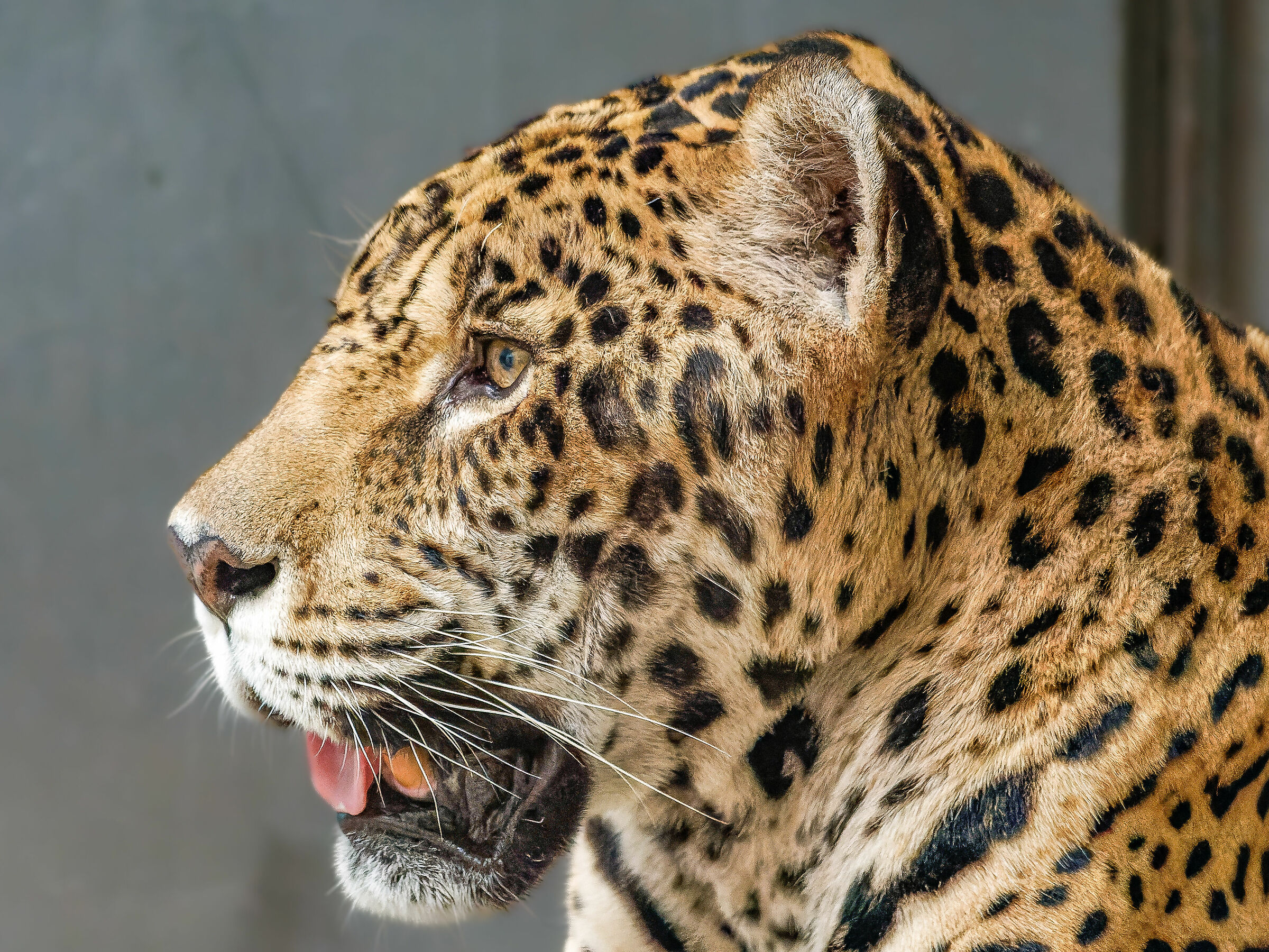 Sri Lankan leopard...