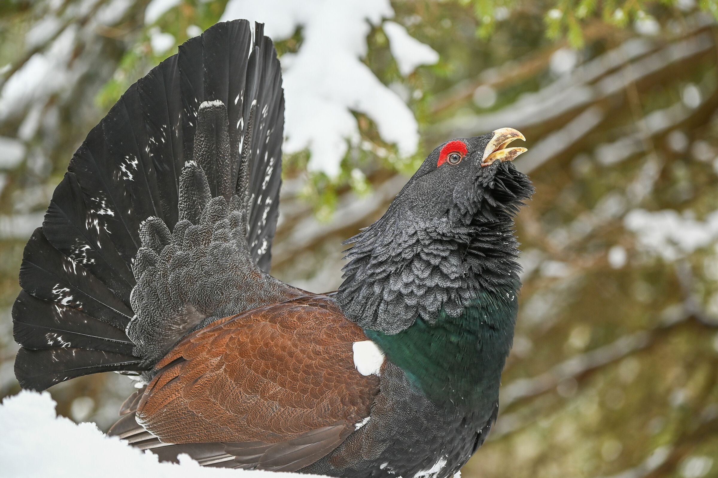 Capercaillie in the snow...