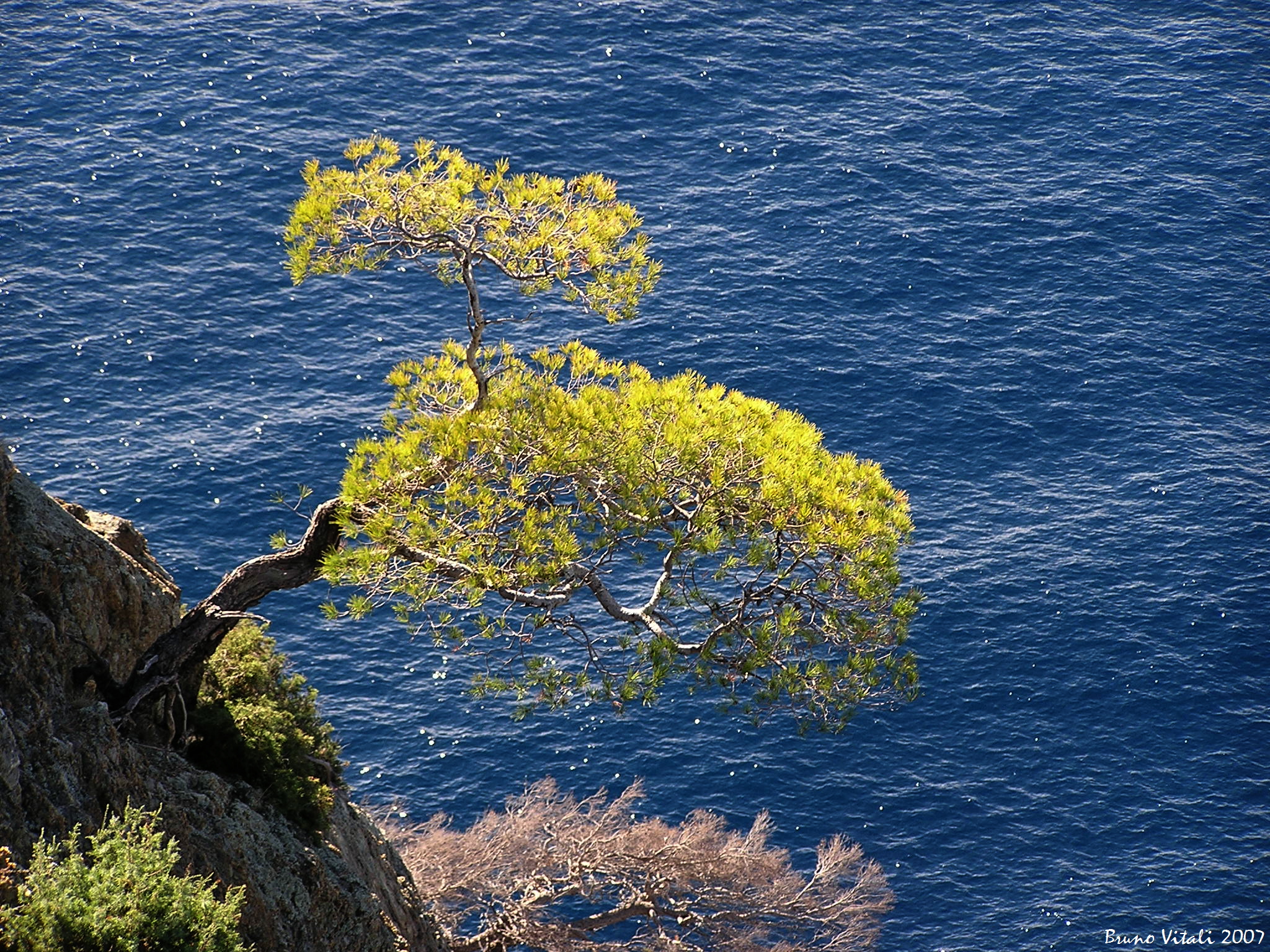 Bonaxola Pine on the sea...