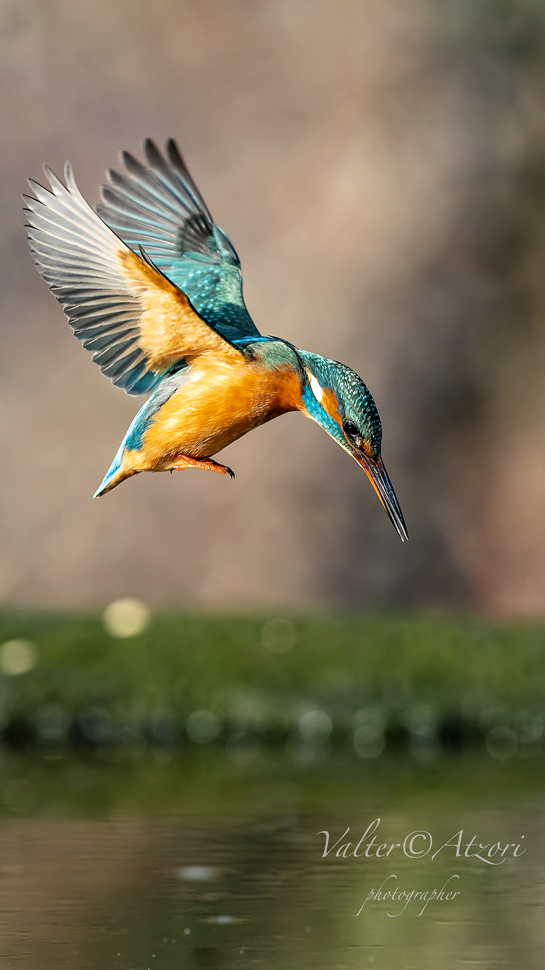Fishing Kingfisher...