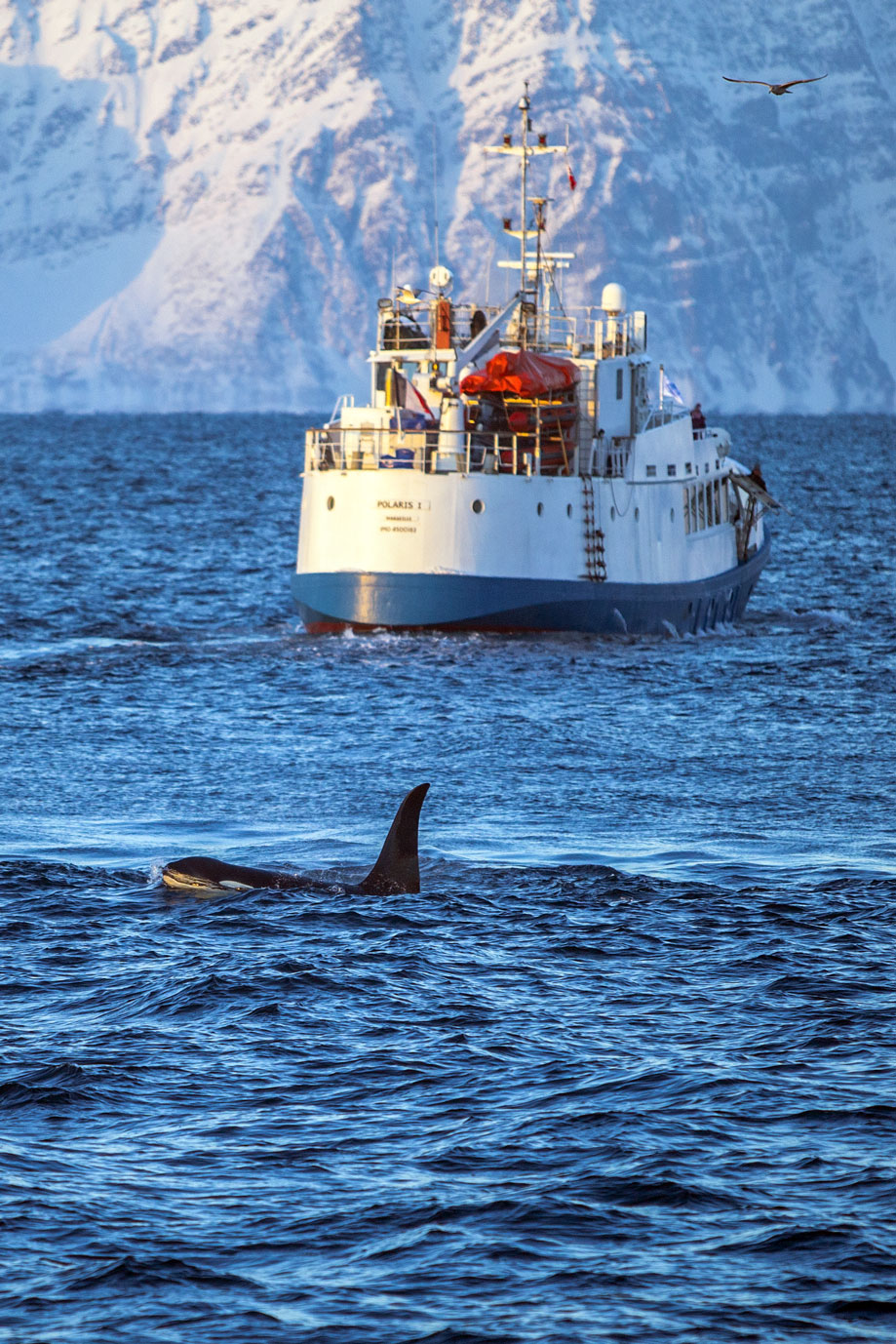 Orca fiordo di Karlsøya - Norvegia...