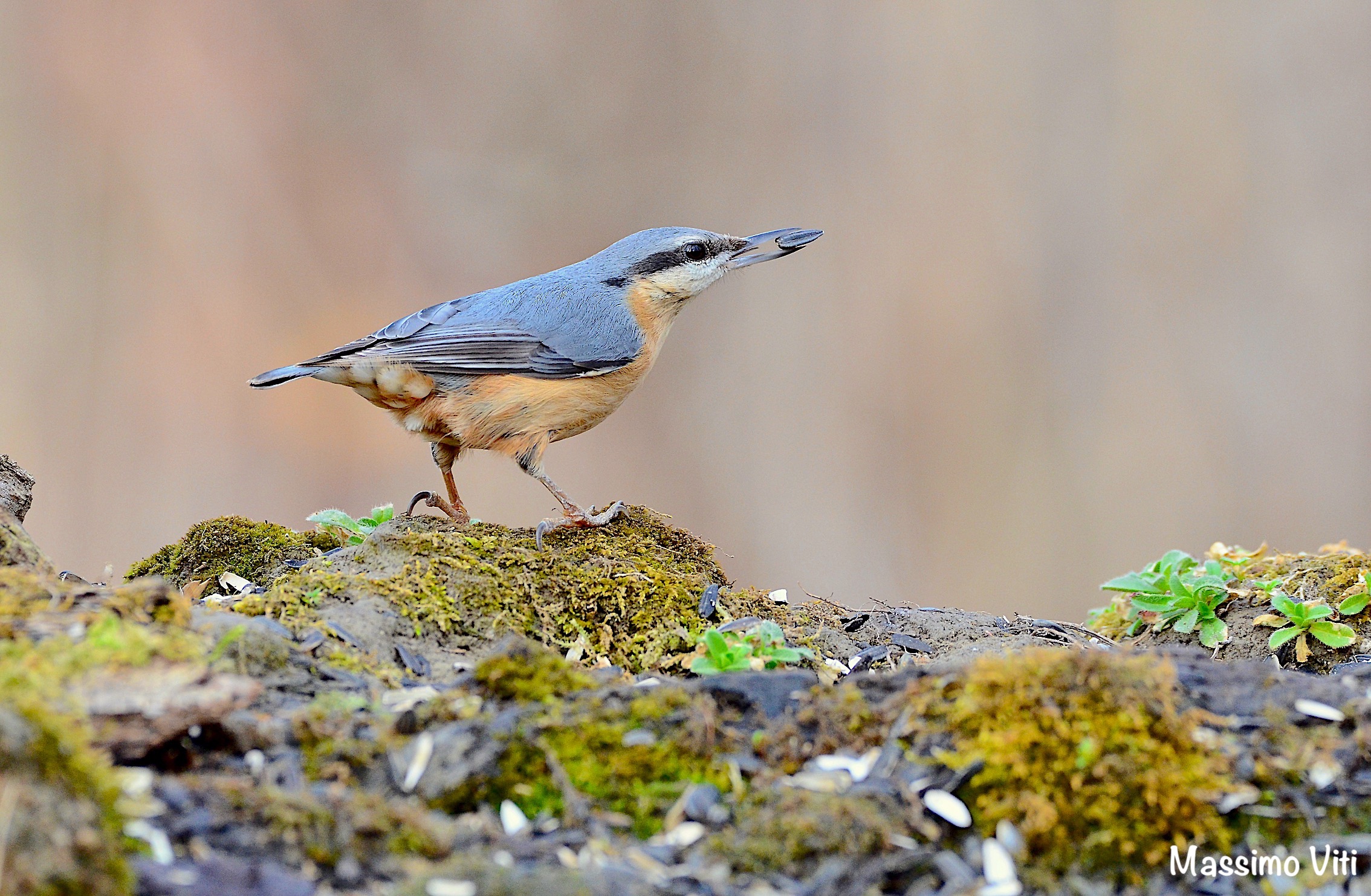 "The meal of the Nuthatch"...