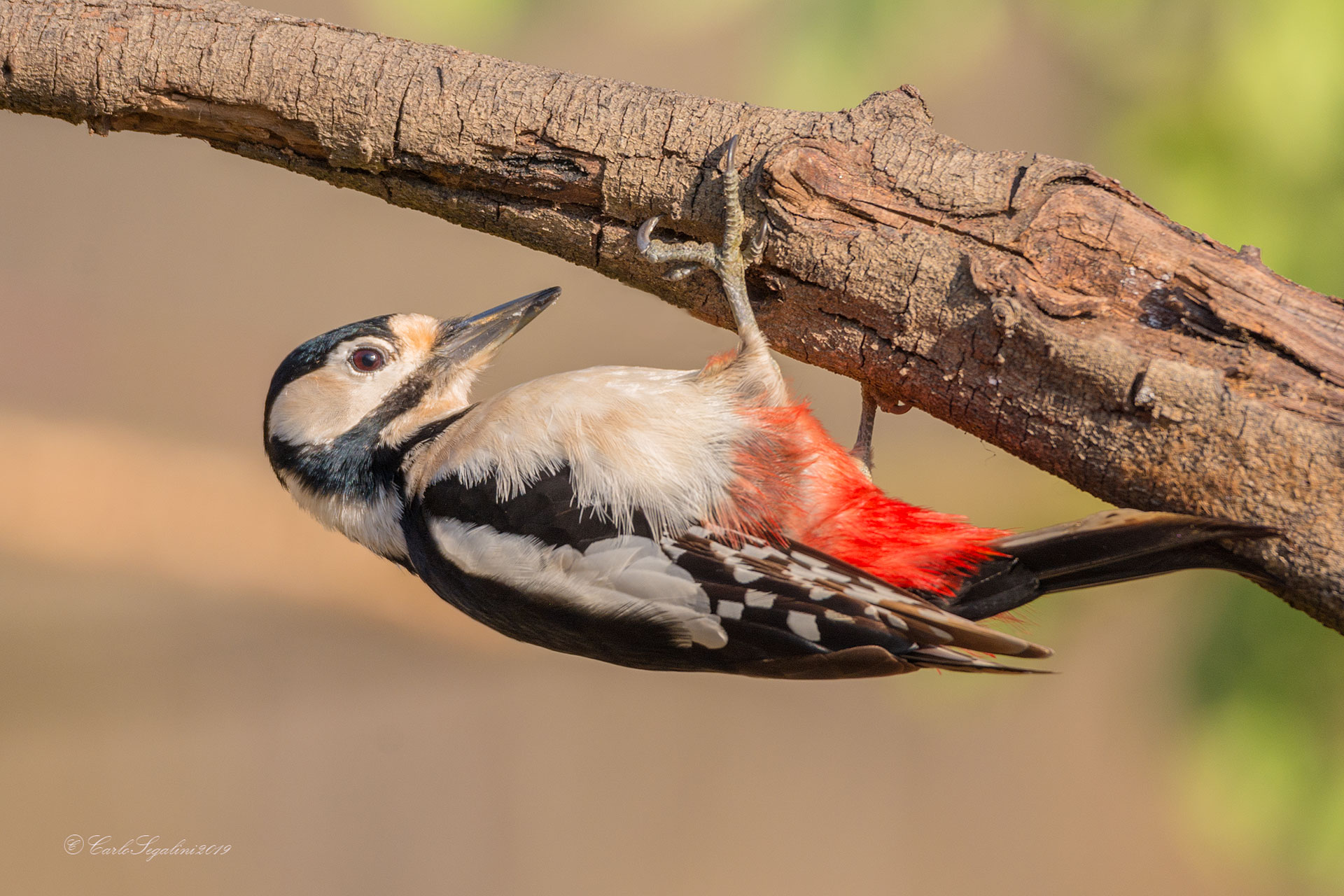 "The equilibrist.. Big Red woodpeckers Female...