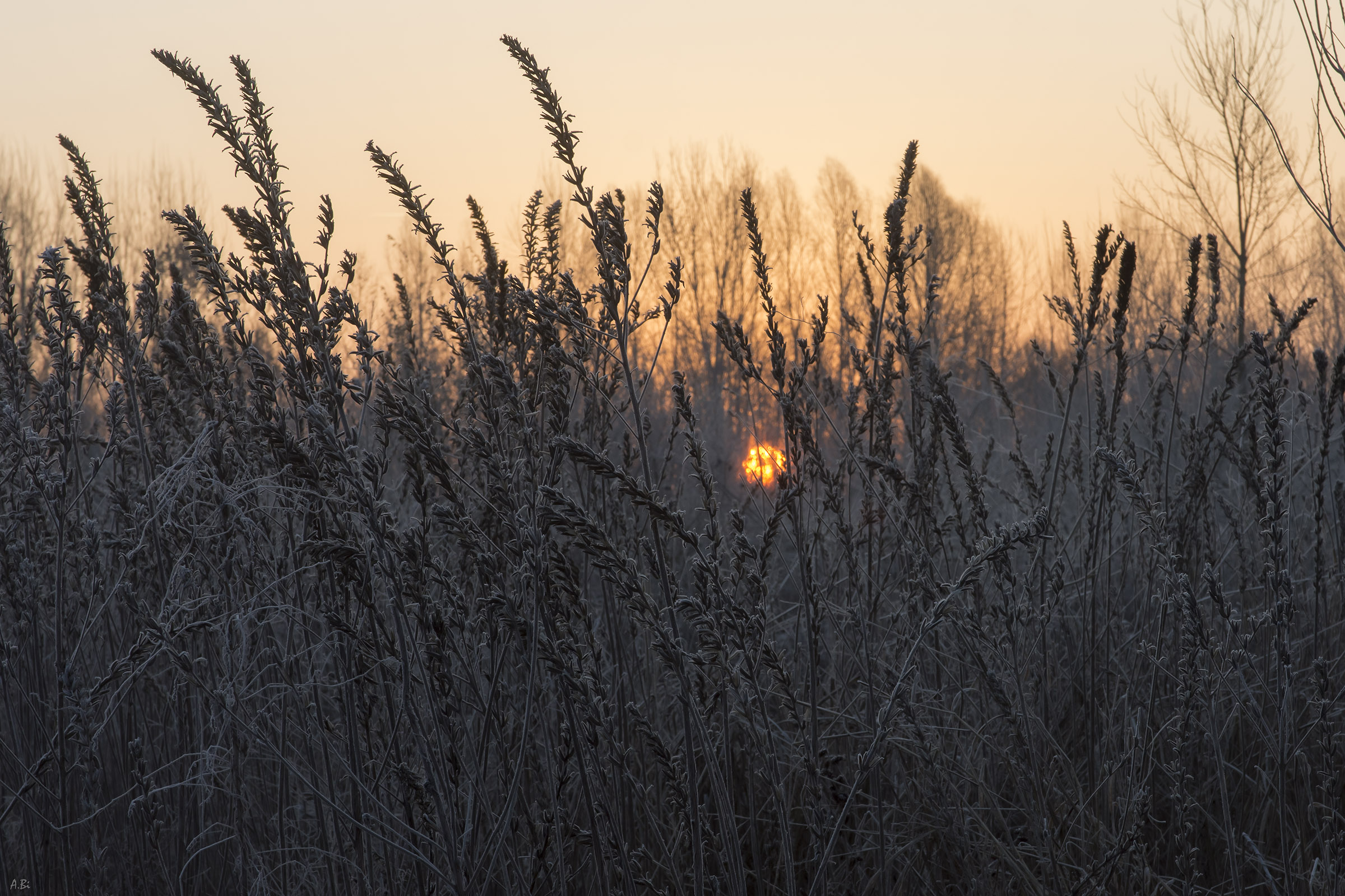 Frost at dawn...