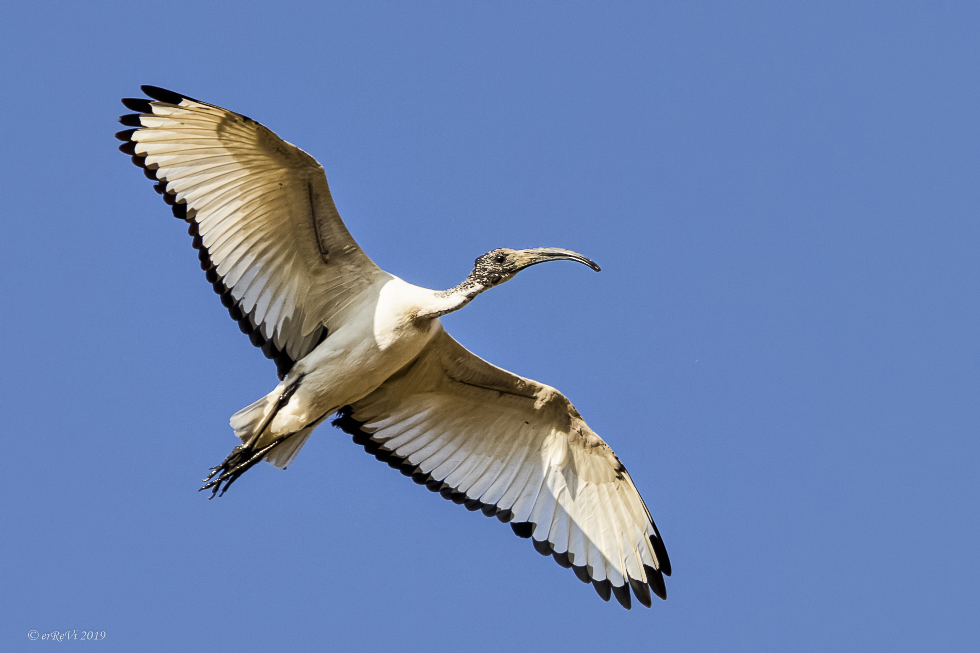 Ibis in volo...