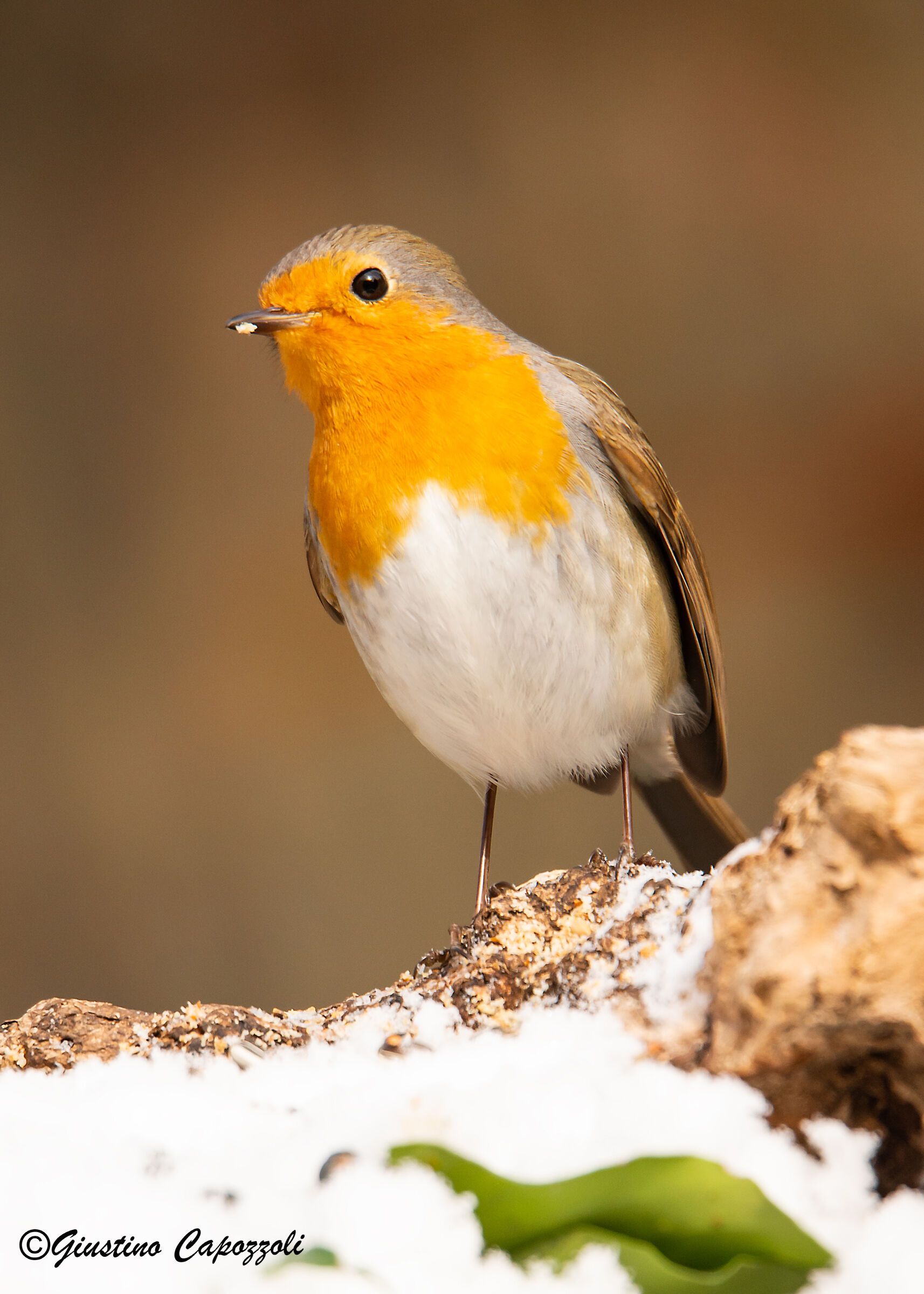 The Robin and the snow...