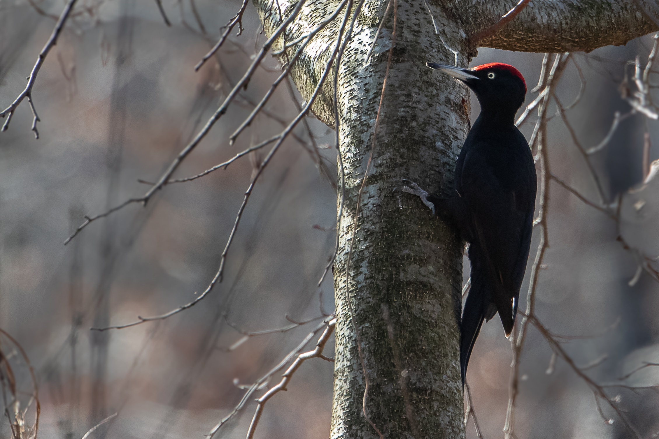 Black Woodpeckers...