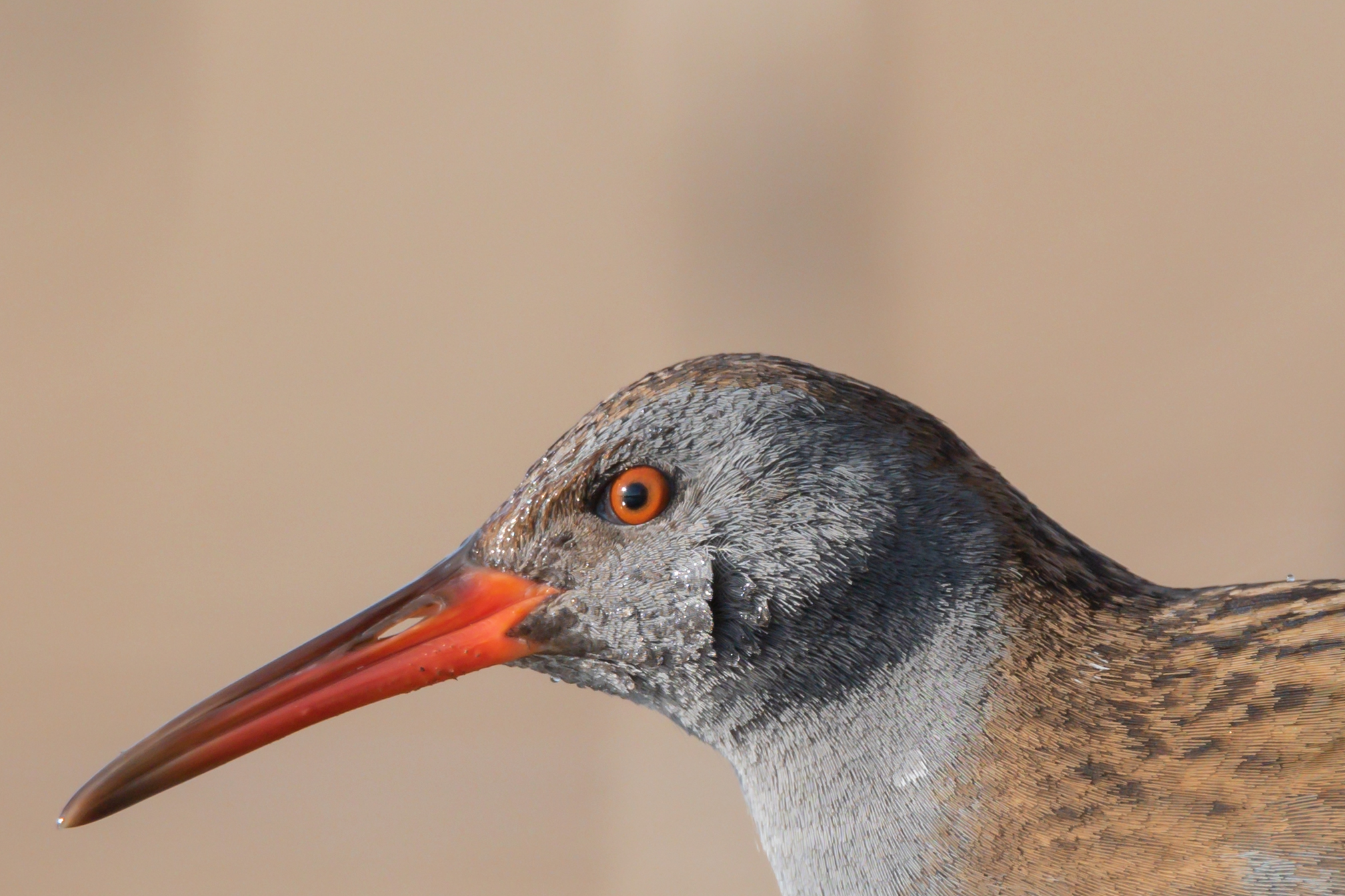 Portrait of the Water Rail...