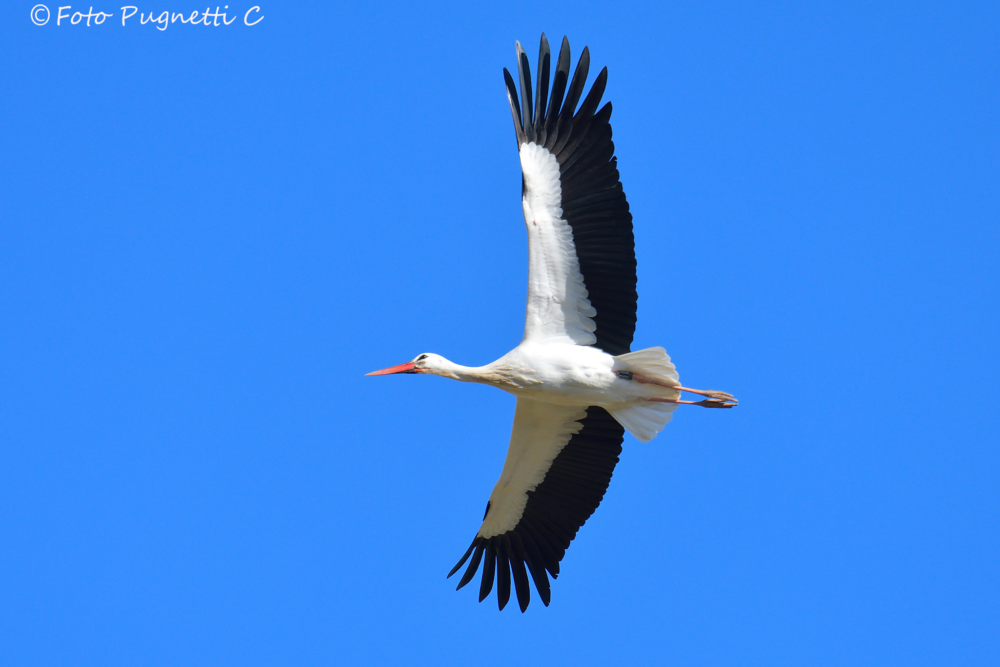 Flying Stork...
