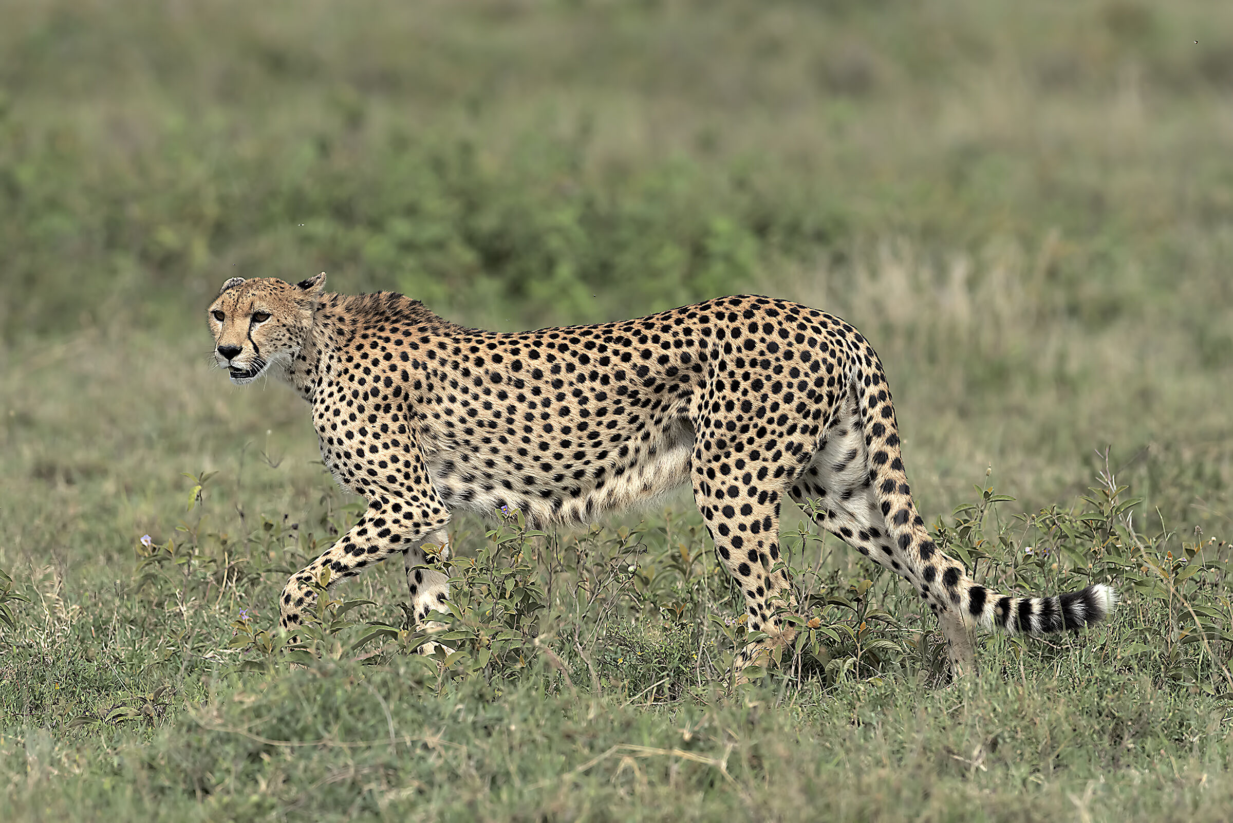 Cheetah-Serengeti...
