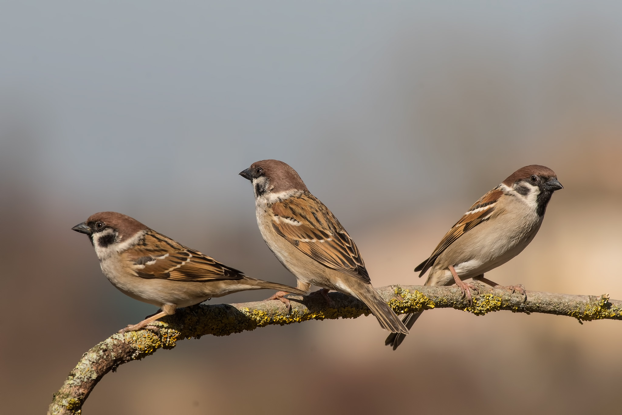 The Trio.... Sparrow...