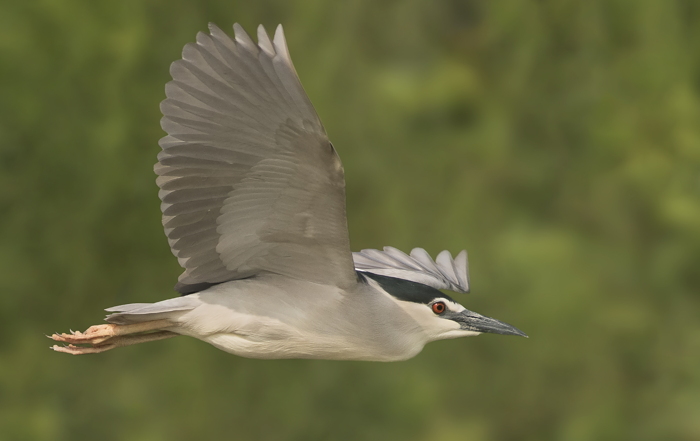 Male Night Heron in flight...