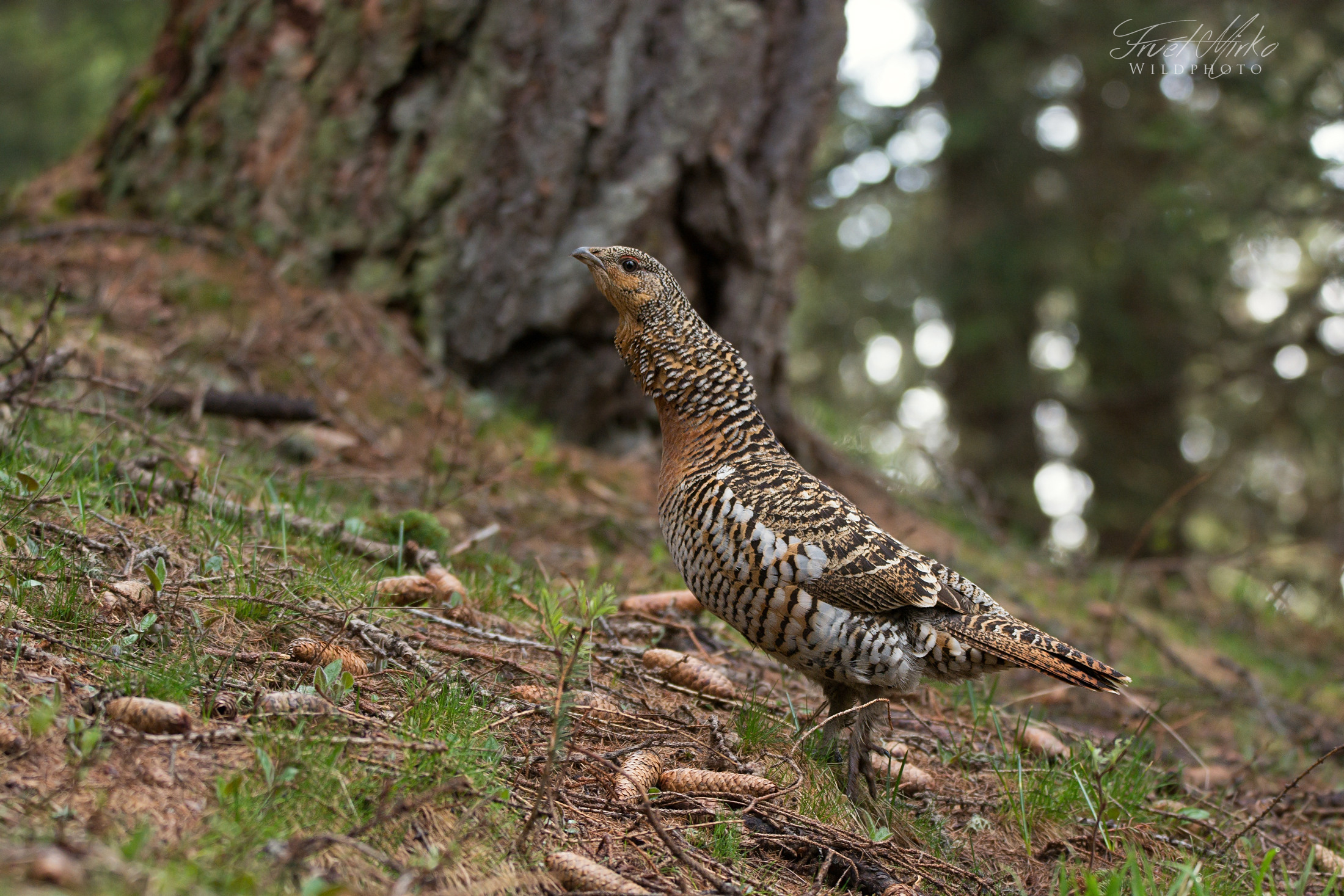 Female Capercaillie...
