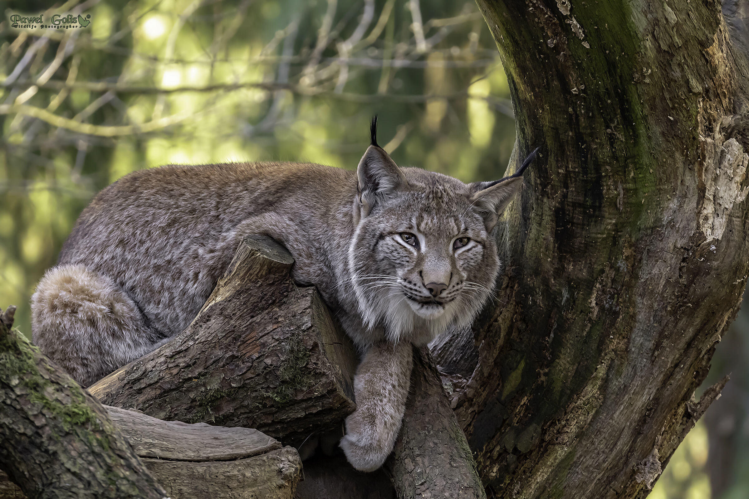 Eurasian lynx (Lynx lynx)...