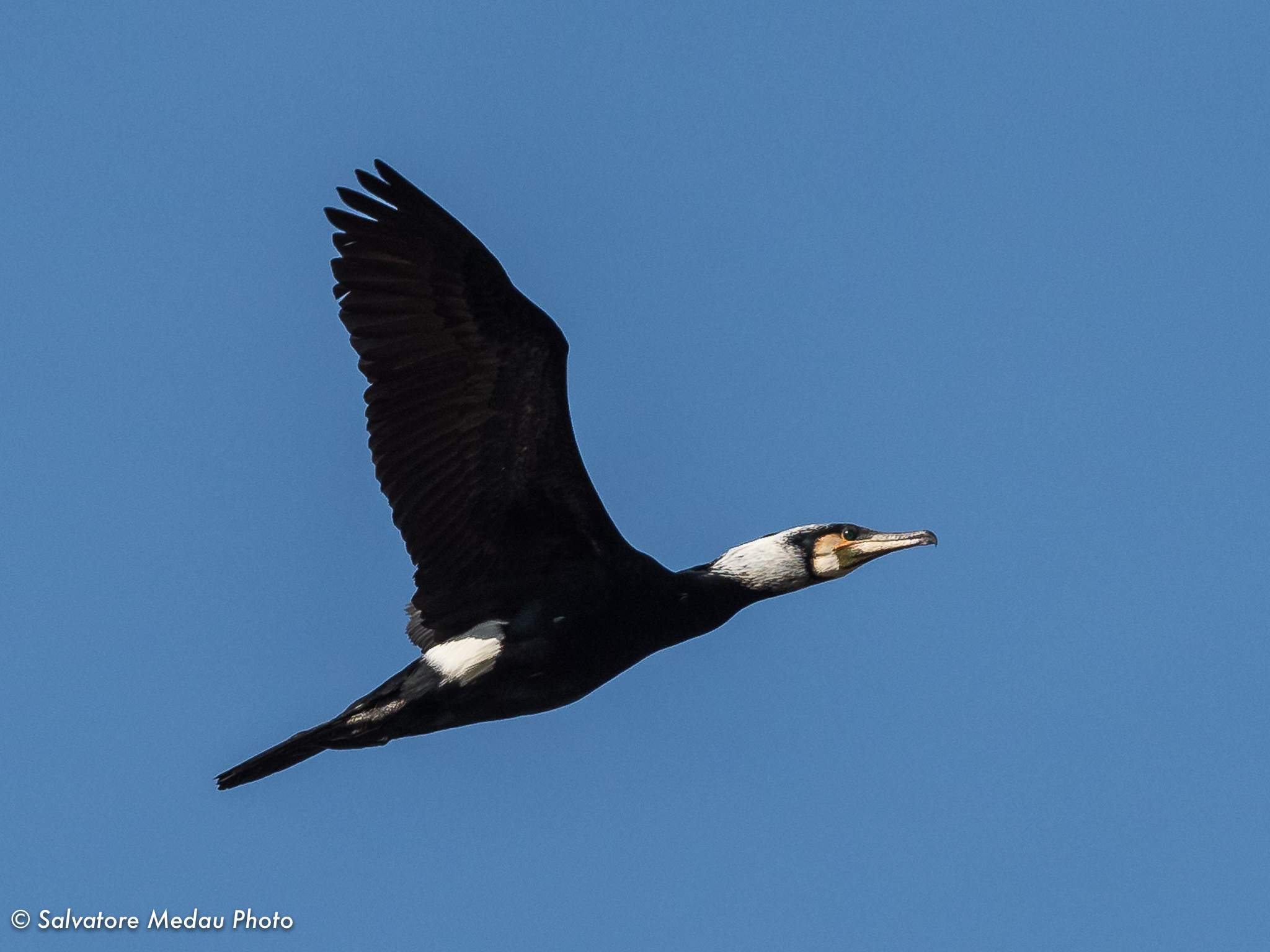 L'elegante volo del cormorano...