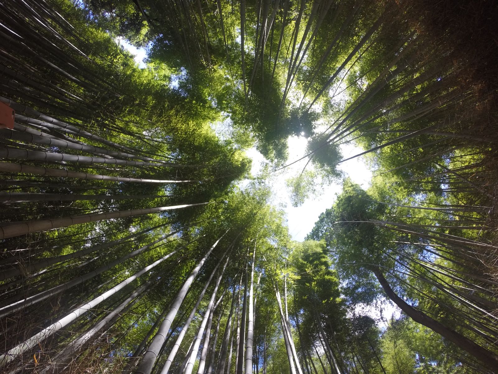 Arashiyama...