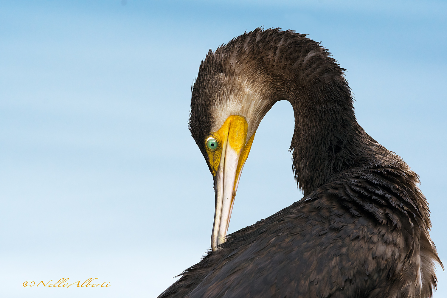 Cormoring, cleanliness of the plumage ...