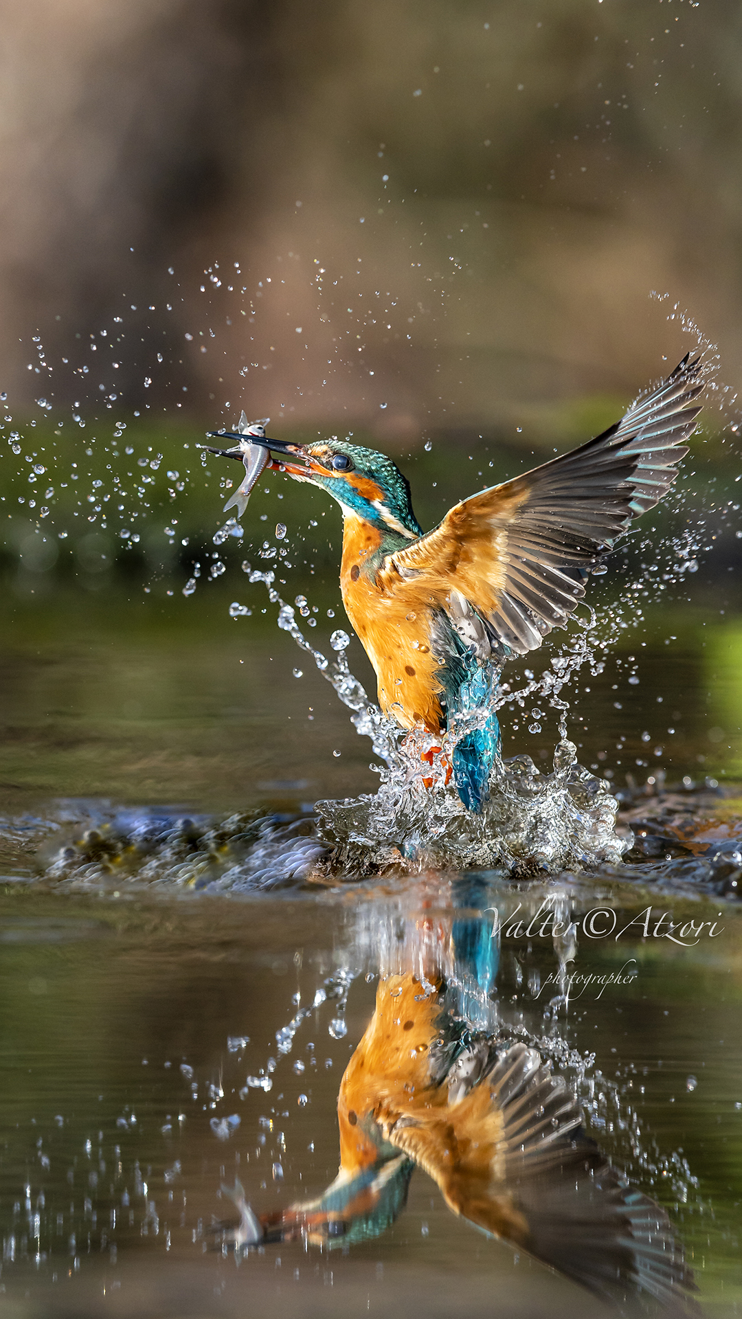 Mirrored kingfisher with Prey...