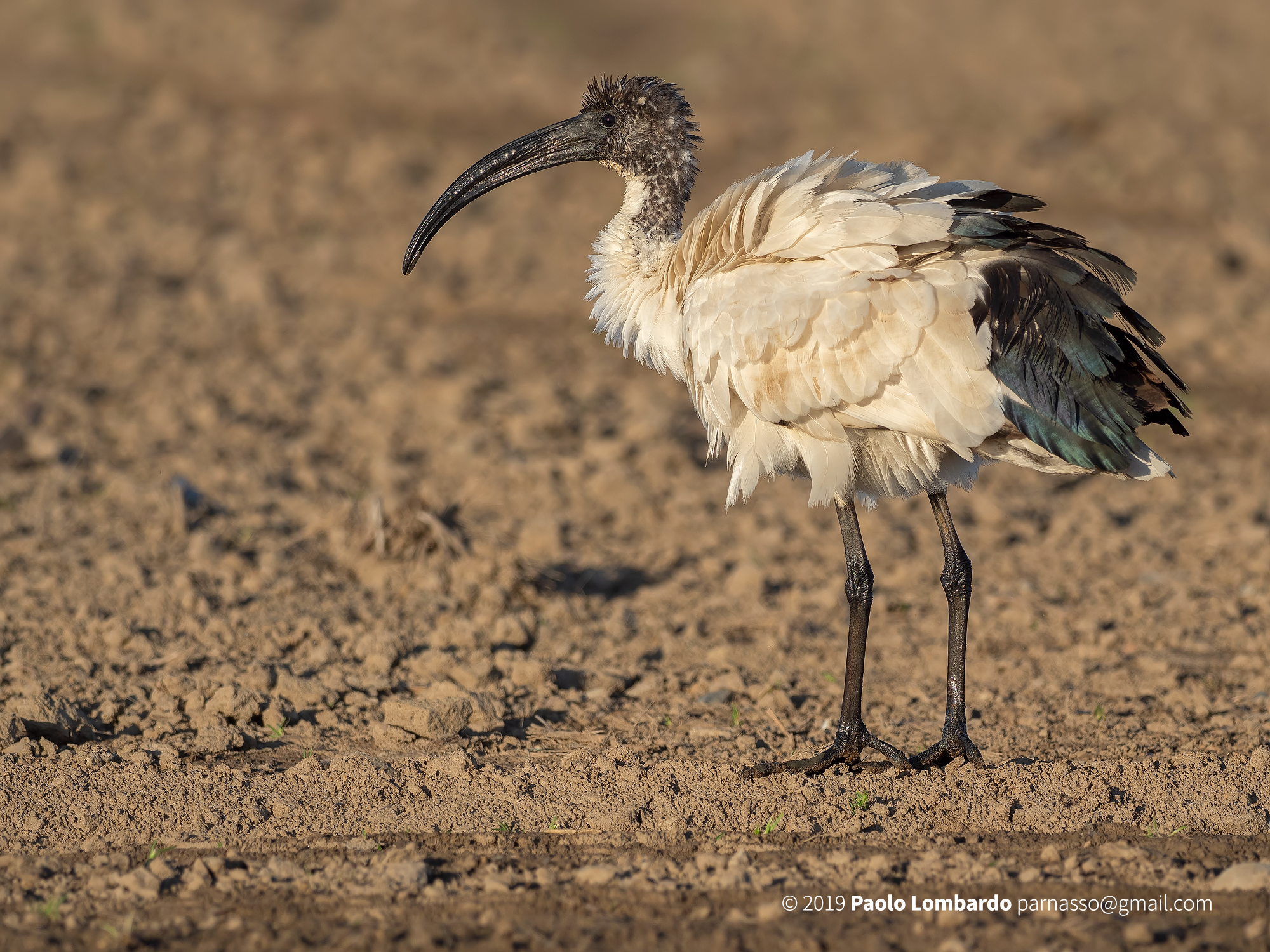 Threskiornis aethiopicus - Sacred ibis - Ibis sacro...