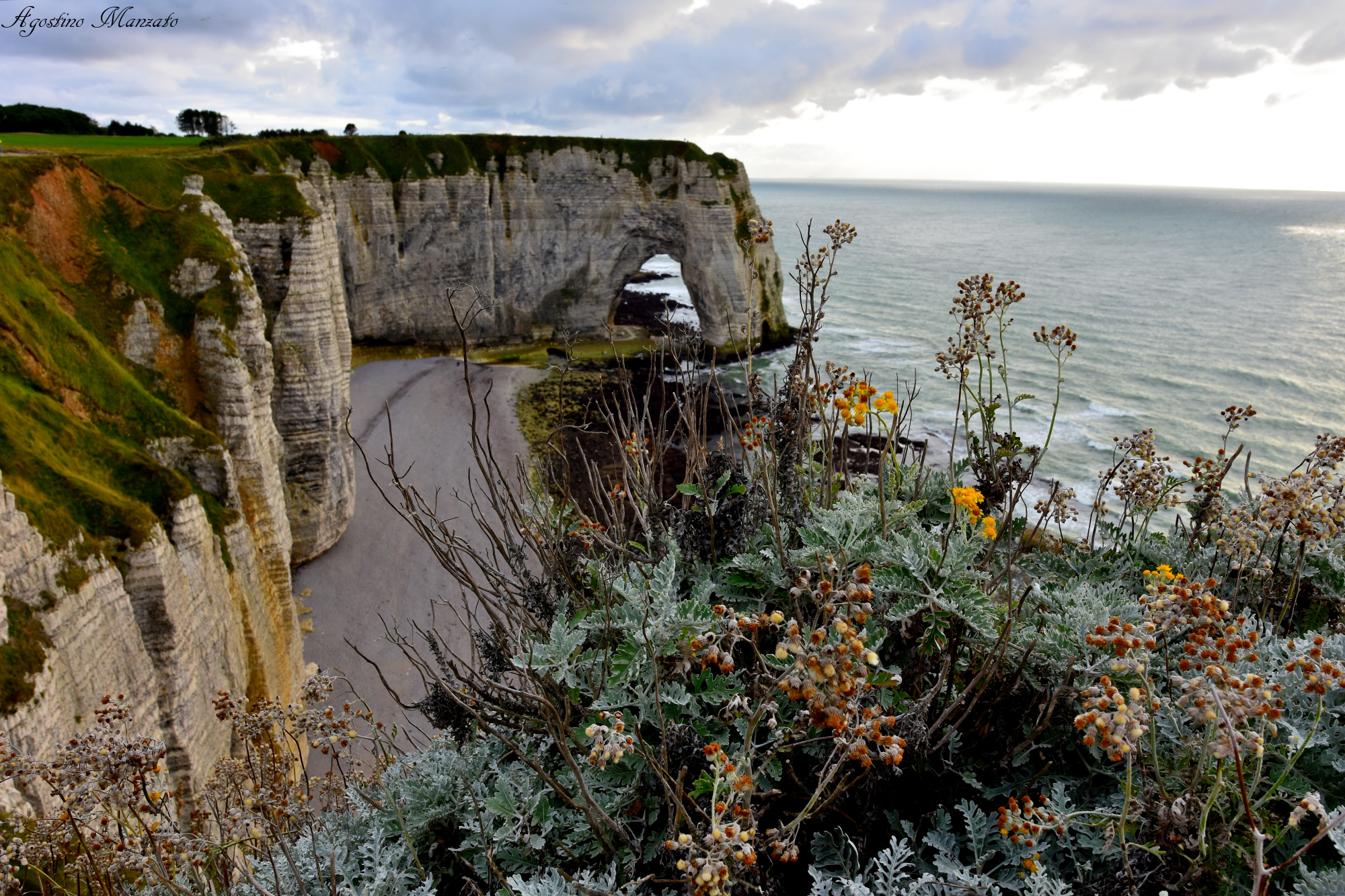 The flowers of the cliffs...