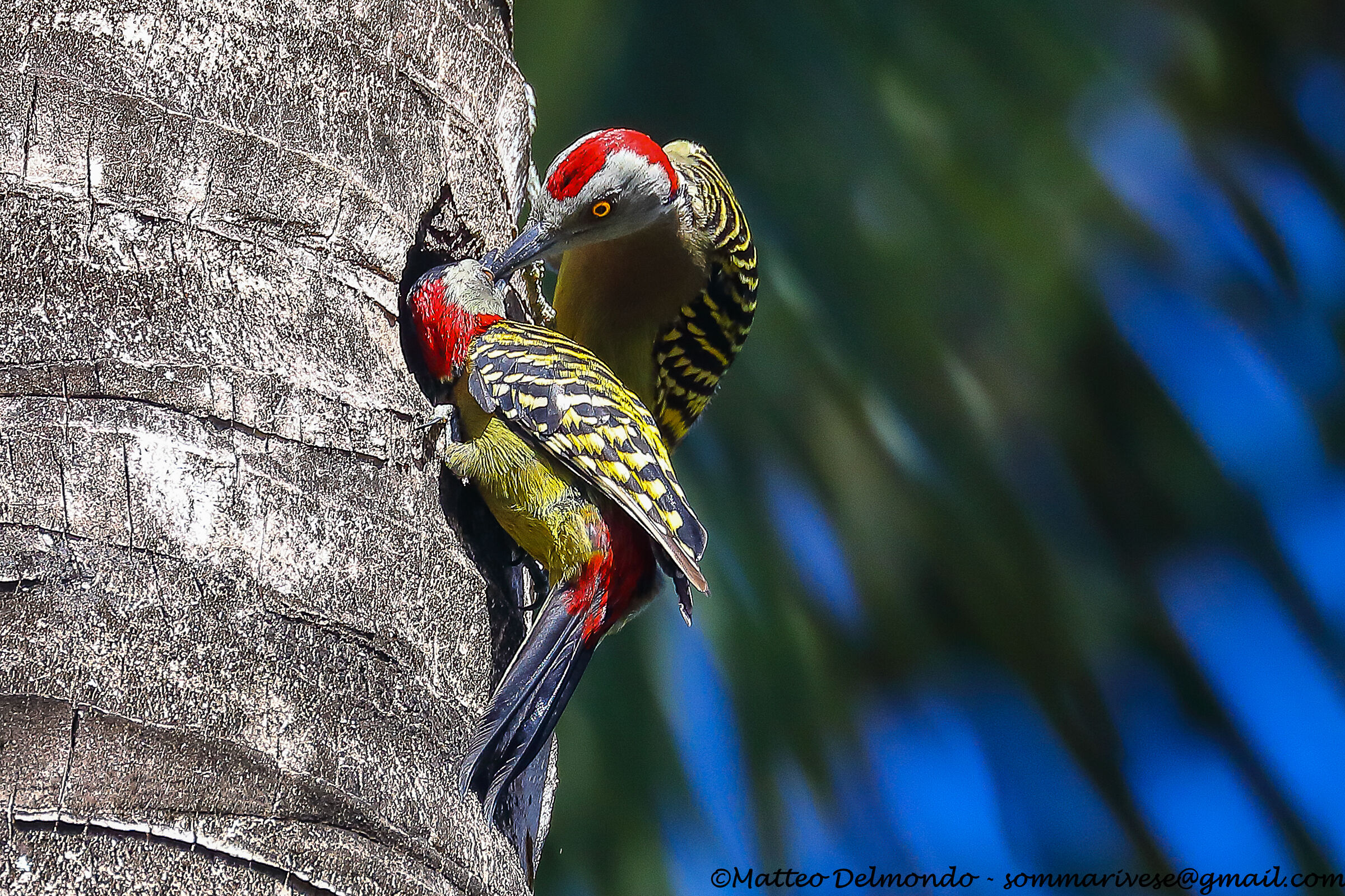 Woodpeckers of Hispaniola...