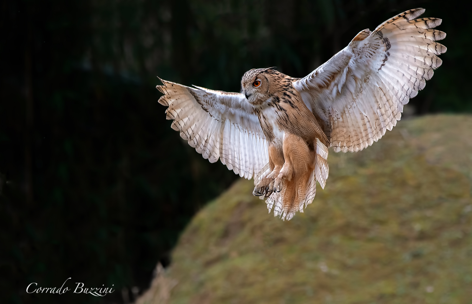 Tawny Owl...