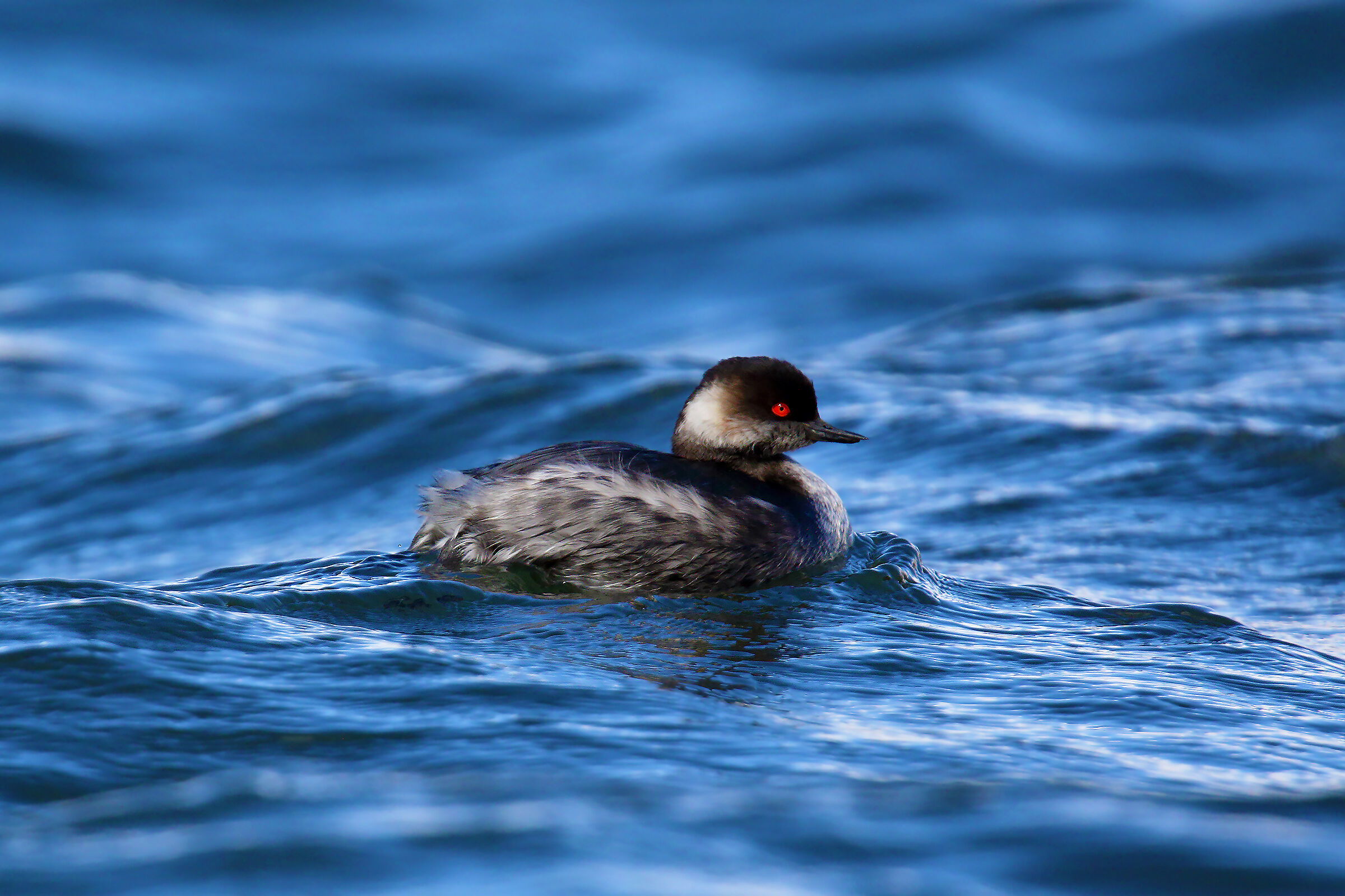 Little Crested Grebe ...
