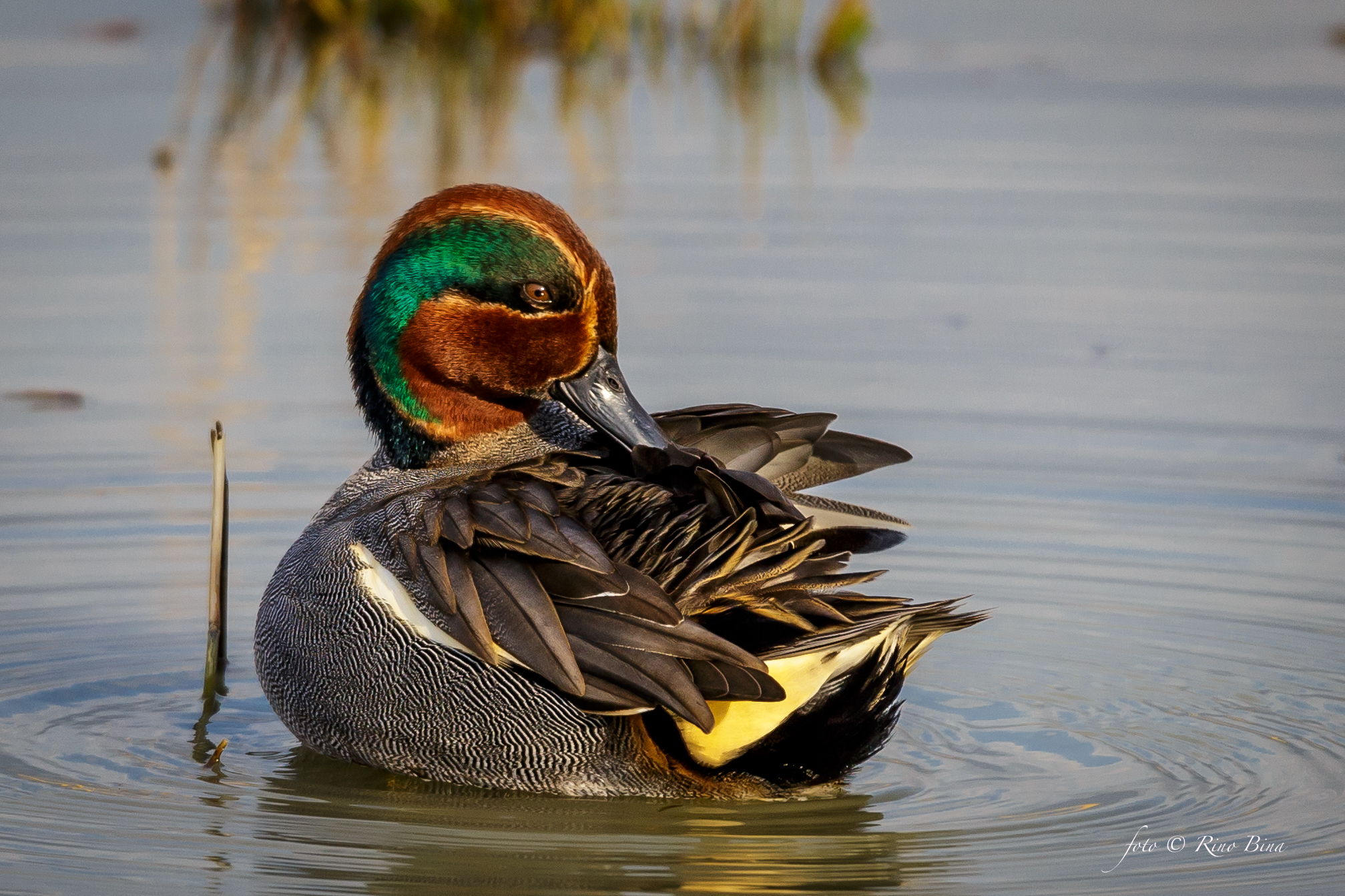 Teal ...