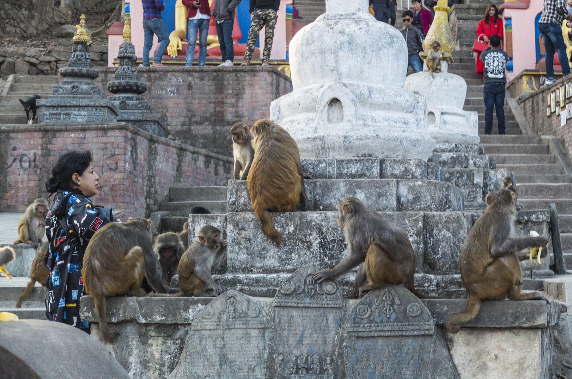 Gattara in Kathmandu.. OPS ape?...