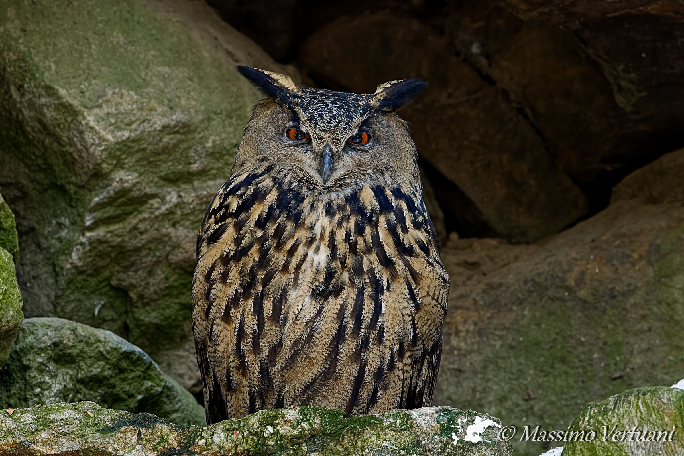 Eagle OWL...